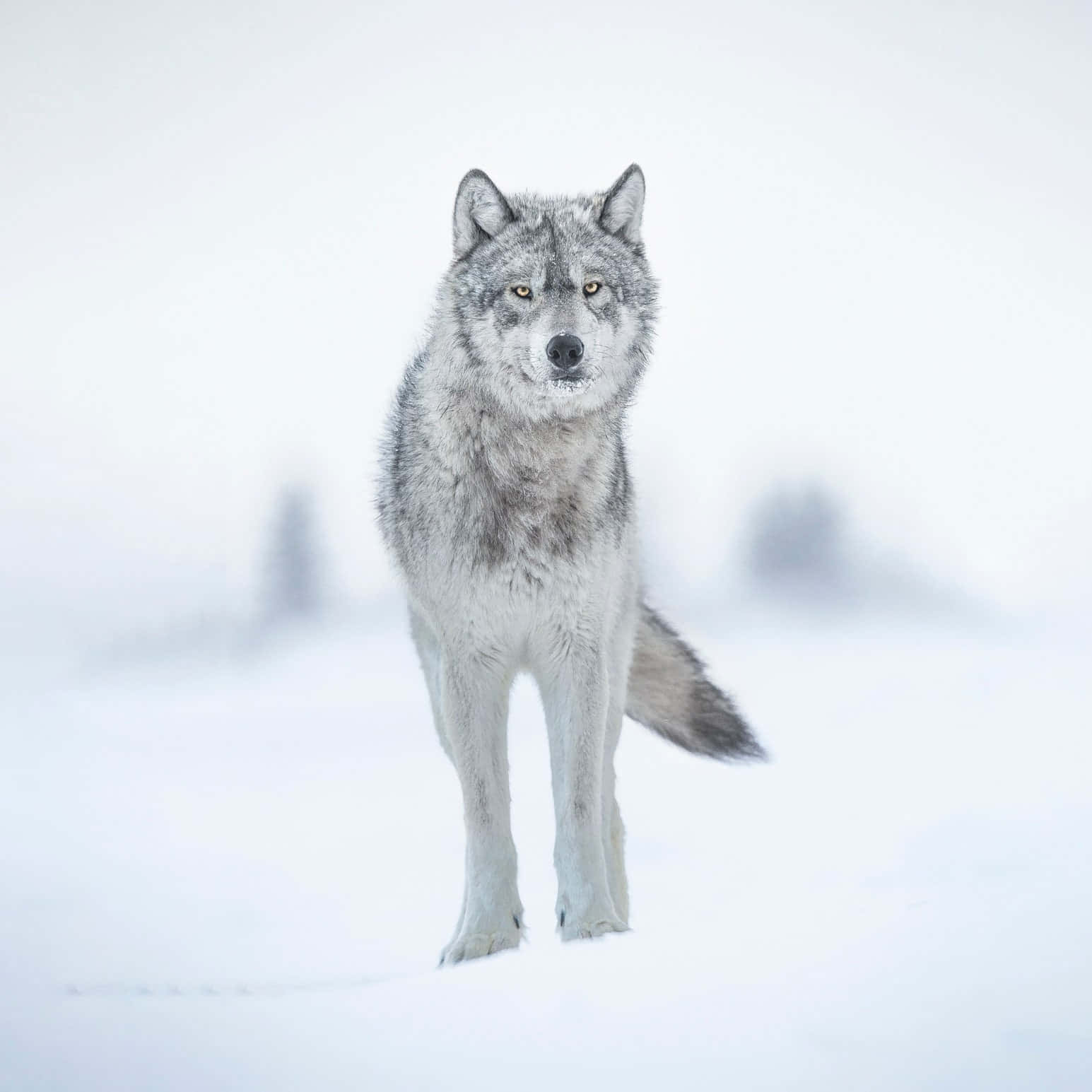 Wolf In Winter 桌布 壁紙 — 一隻孤獨的灰狼在雪白的冬季風景中警覺地站立，背景有柔和模糊的樹木。