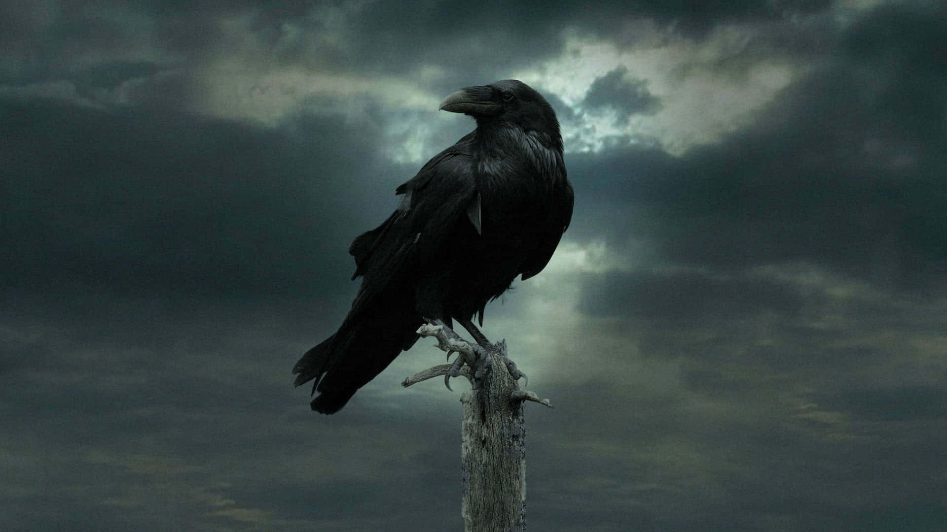 Raven 桌布 壁紙 — 一隻孤獨的烏鴉棲息在風化的樹樁上，背景是陰沉、暴風雨般的灰色天空。