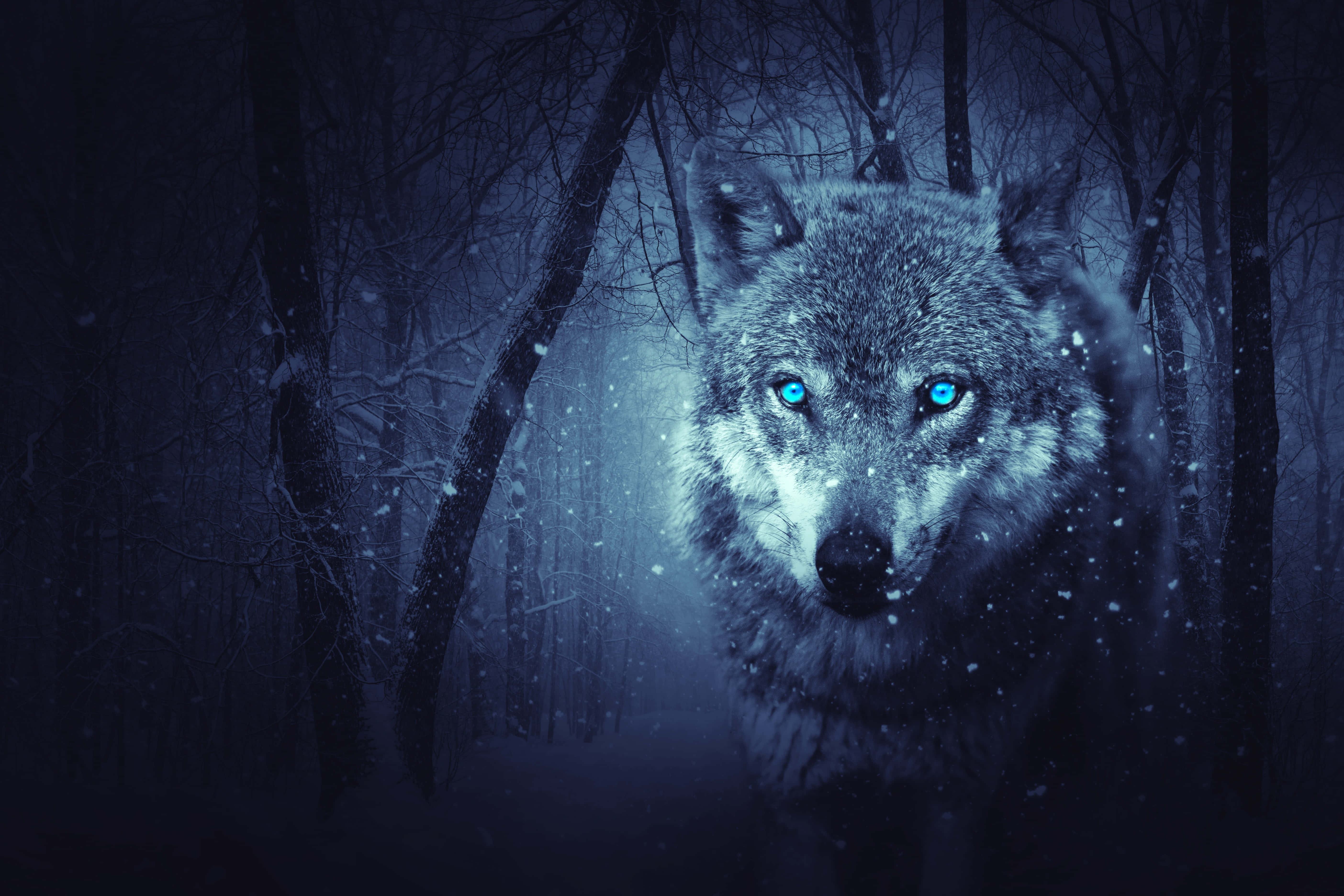 Cool Anime Wolf 桌布 壁紙 — 一隻孤獨的狼，帶著發光的藍色眼睛，在夜晚透過白雪覆蓋的冬季森林凝視著。