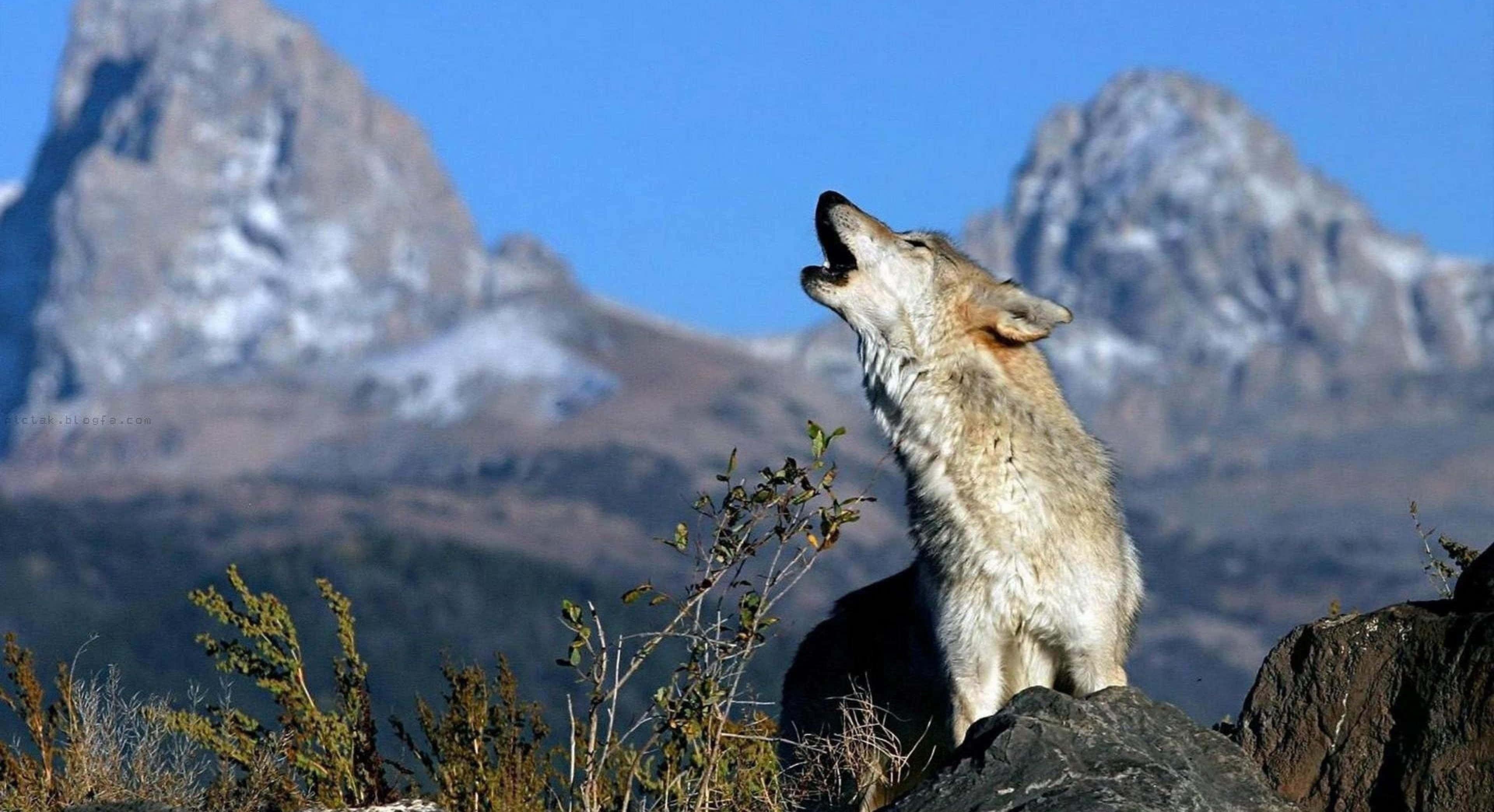Gray Wolf 桌布 壁紙 — 一隻孤獨的狼在岩石露頭上向上嚎叫，背景是白雪覆蓋的山脈和清澈的藍天。