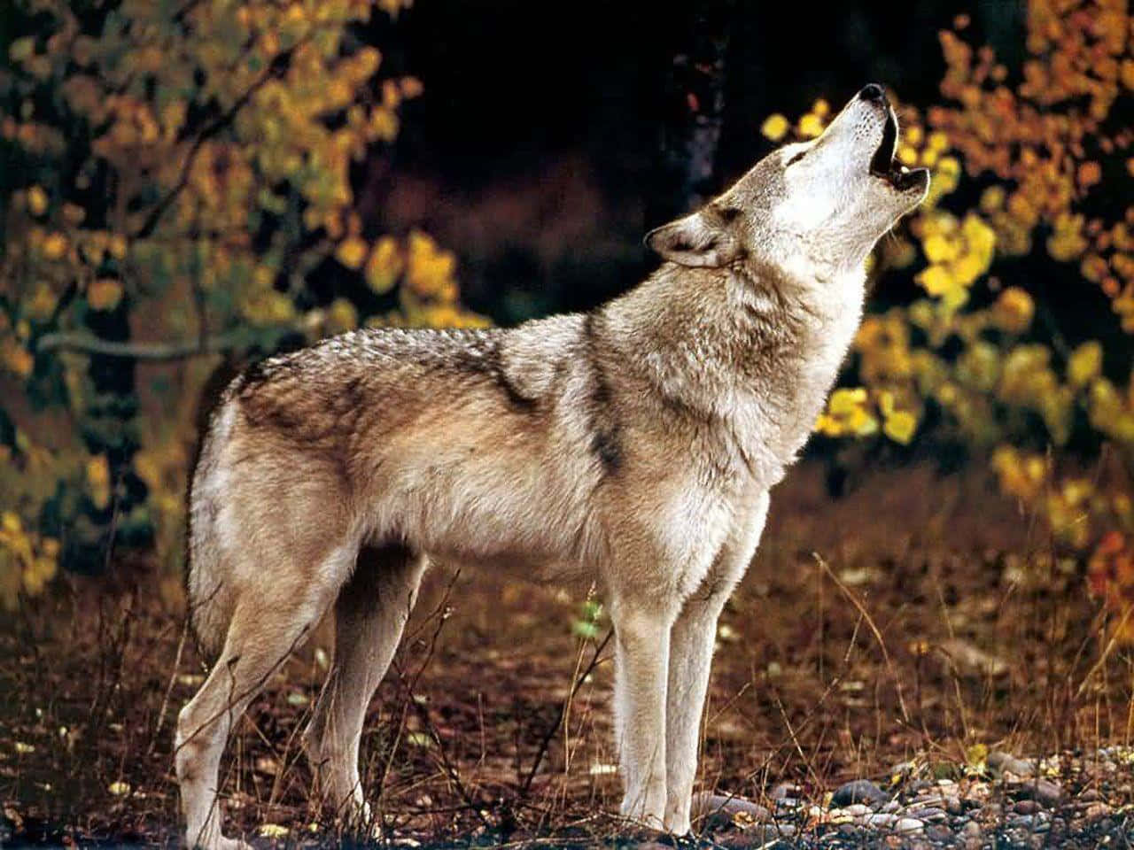 Howling Wolf 桌布 壁紙 — 一隻孤獨的狼在森林中向上嚎叫，金色的秋葉在其強壯的身軀周圍旋轉。