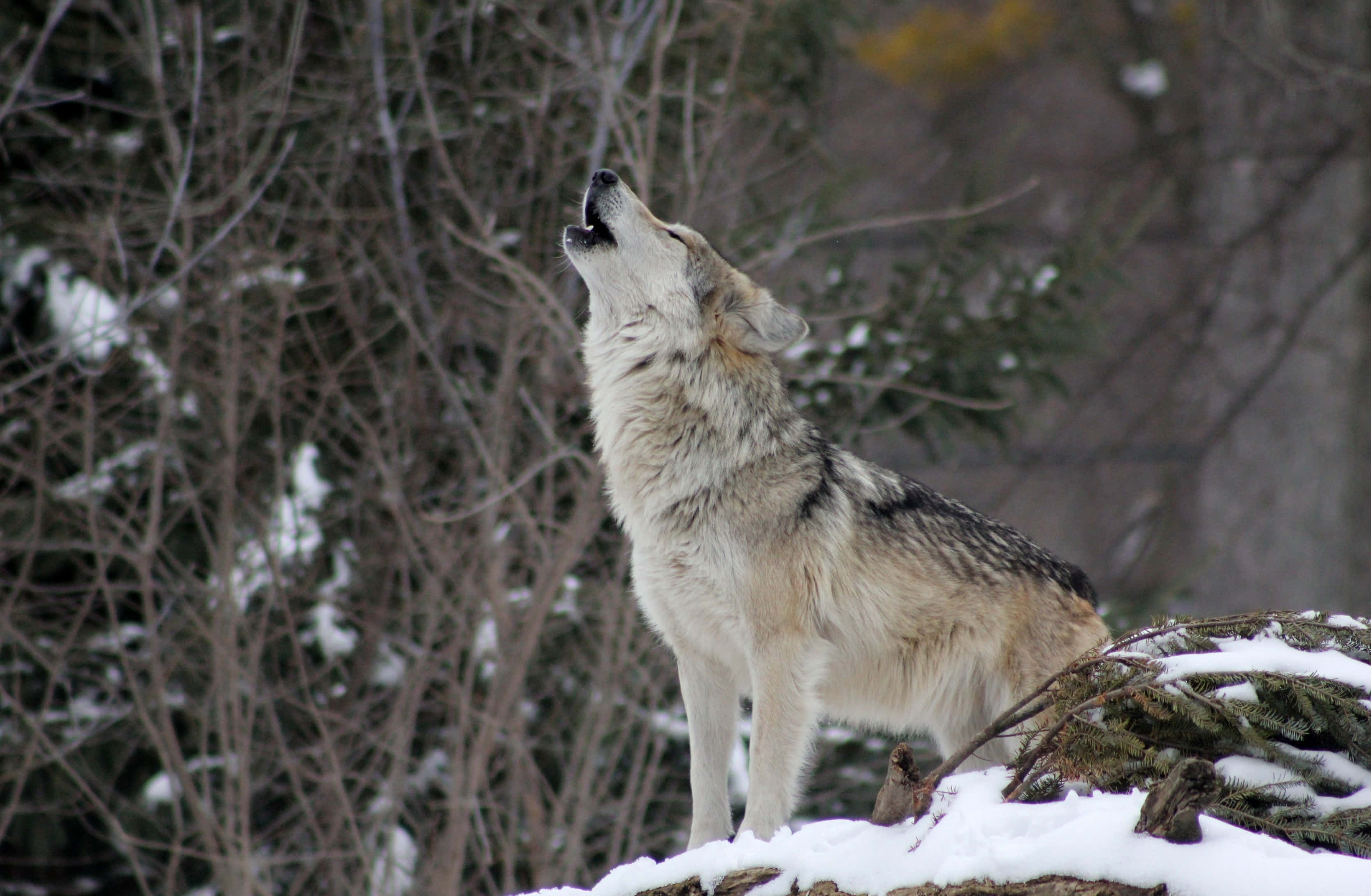Wolf In Winter 桌布 壁紙 — 一隻孤獨的狼在白雪覆蓋的山脊上，在光禿的冬季樹木和常綠樹之間向上嚎叫。
