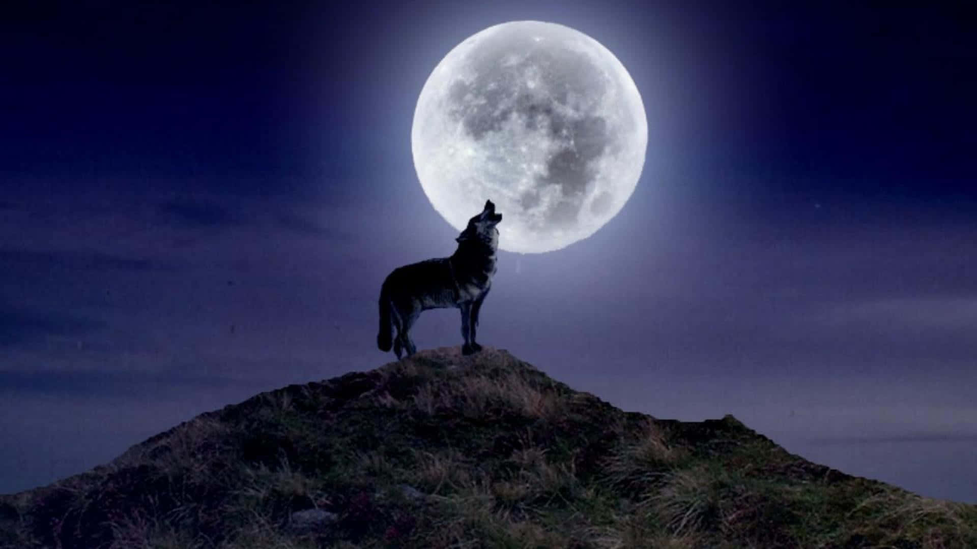 Howling Wolf 桌布 壁紙 — 一隻孤獨的狼在長滿草的山丘上，對著深紫色夜空下巨大滿月的剪影嚎叫。