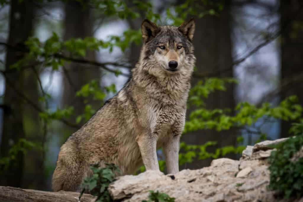 Timber Wolf 桌布 壁紙 — 一隻孤獨的狼警覺地坐在霧氣瀰漫的森林中長滿苔蘚的木頭上，銳利的目光穿過柔軟的綠色樹葉直視前方。