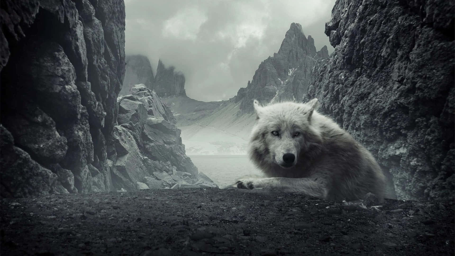 Epic Wolf 桌布 壁紙 — 一隻孤獨的白狼在聳立的灰色懸崖之間休息，俯瞰著多雲天空下霧氣瀰漫的山谷。