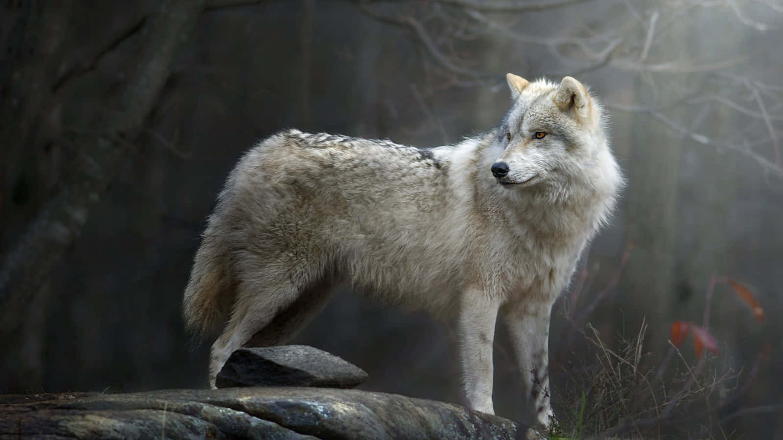 White Wolf 桌布 壁紙 — 一隻孤獨的白狼警覺地站在長滿苔蘚的石頭上，身處迷霧森林，周圍是光禿的樹木，柔和的金色光線穿過樹林。