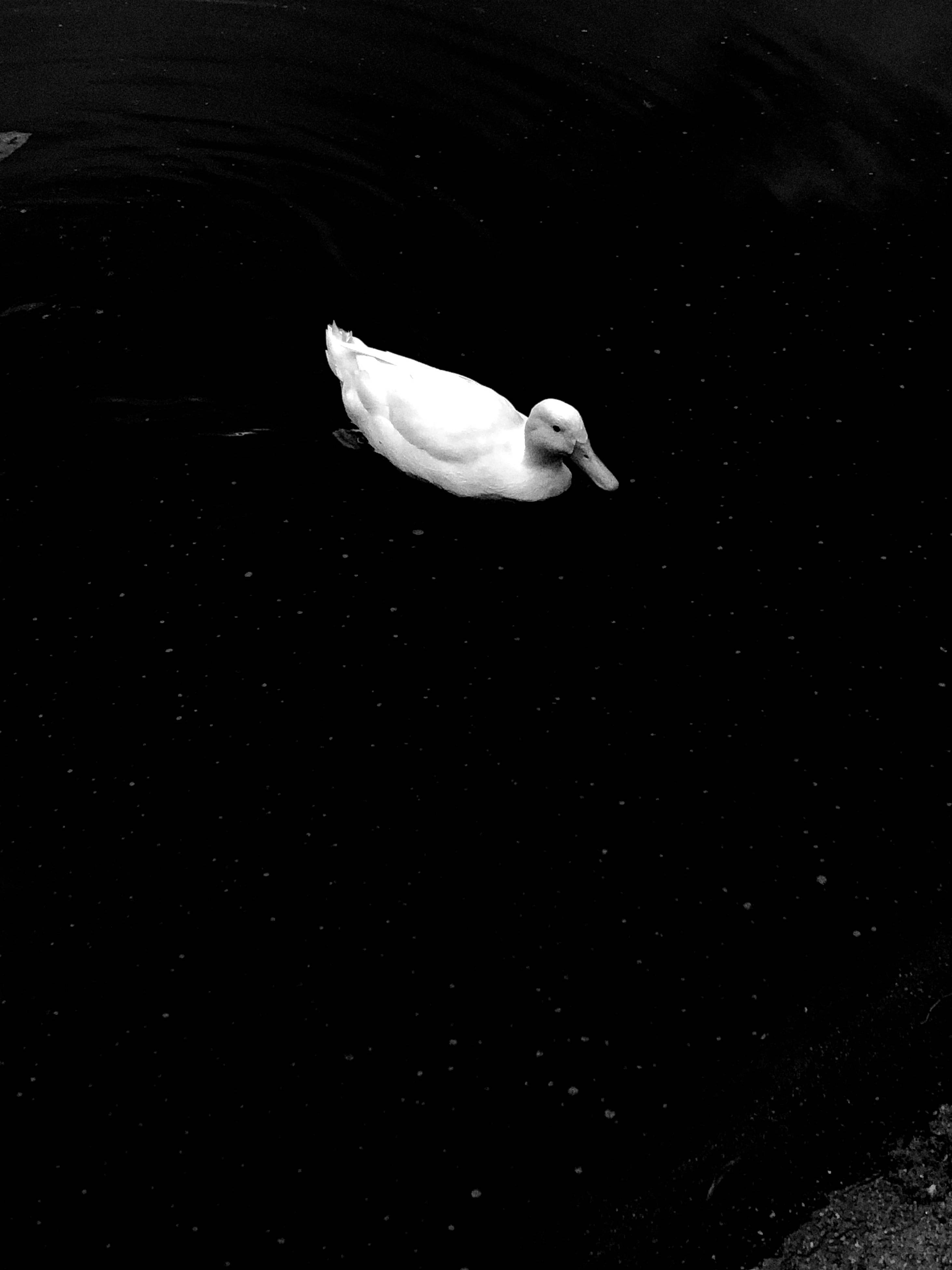 White Duck 桌布 壁紙 — 一隻孤獨的白鴨在墨黑色的水中滑行，在強烈的單色燈光下泛起輕柔的漣漪。