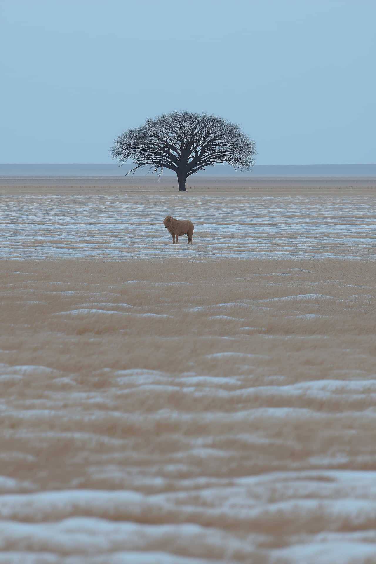 Lone Creature by Solitary Tree on Expansive Barren Landscape 壁紙 — 一隻孤獨的羊站在一片廣闊的乾草和雪地中，遠處有一棵孤獨的無葉樹，在淡藍色的天空下。