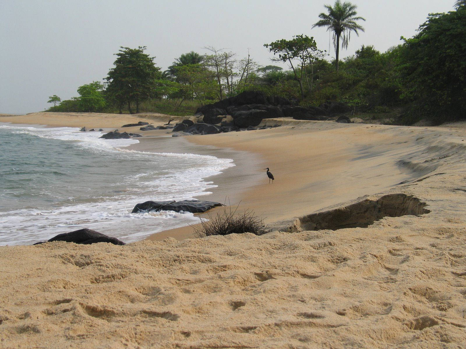 Liberia 桌布 壁紙 — 一隻孤獨的蒼鷺站在沙灘上，溫柔的海浪拍打著陰暗的岩石，天空多雲。