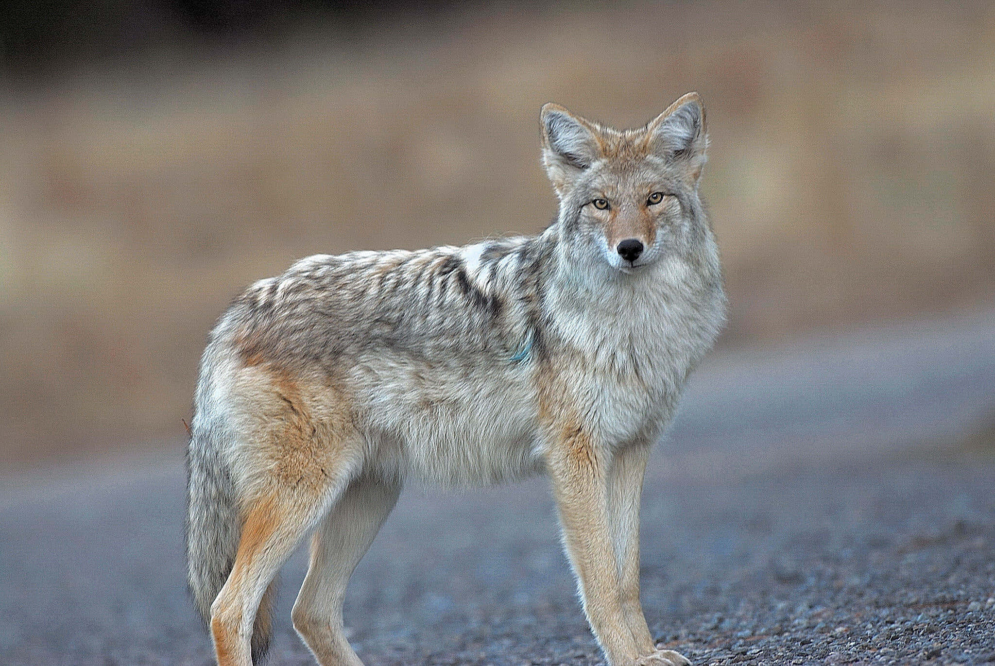 Coyote 桌布 壁紙 — 一隻孤獨的郊狼警覺地站在碎石路上，背景是模糊的大地色。