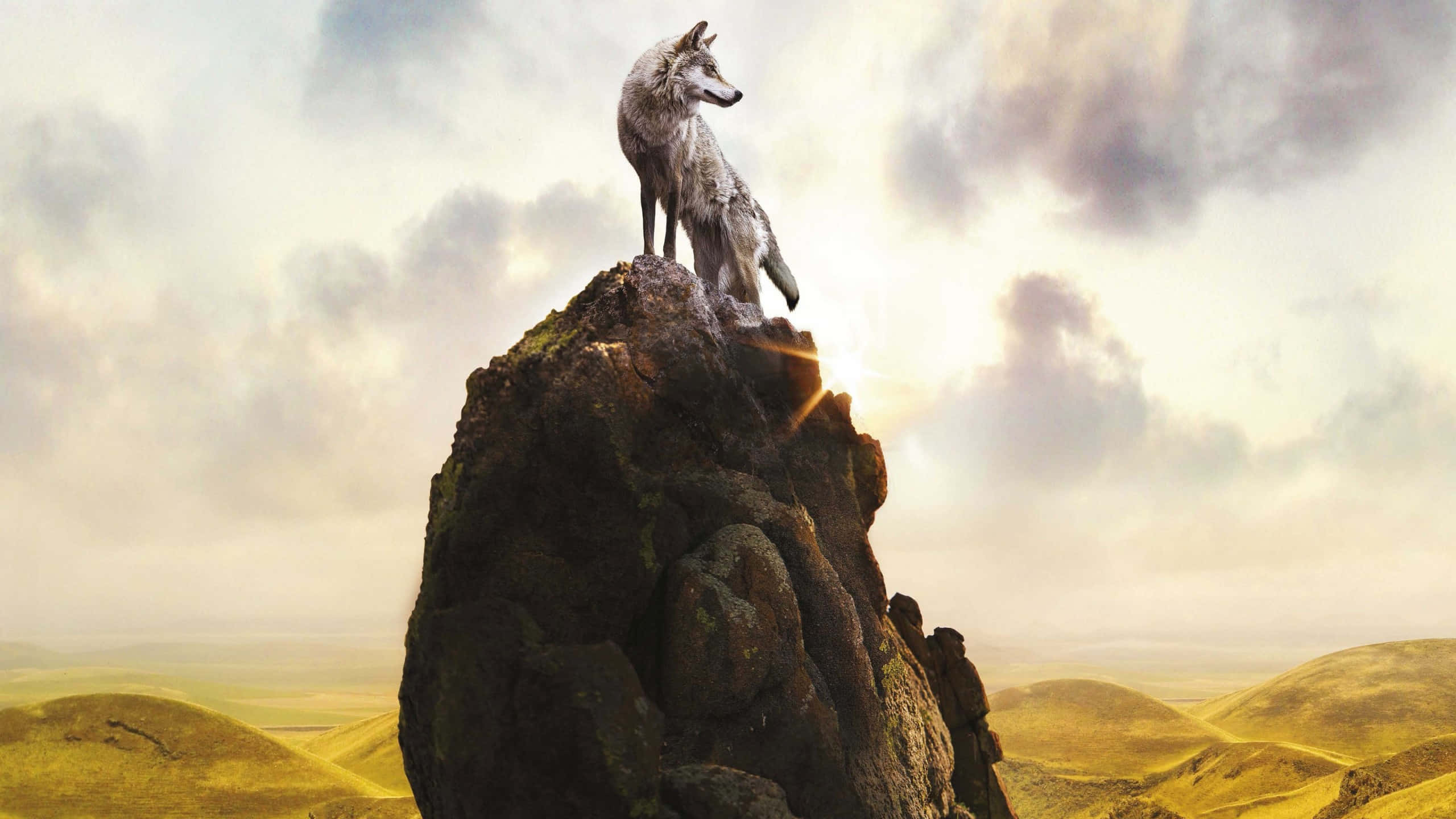 Wolf In Mountains 桌布 壁紙 — 一隻孤獨的銀狼站在崎嶇的岩石山峰上，俯瞰著連綿起伏的金色山丘，天空多雲，陽光穿透雲層。