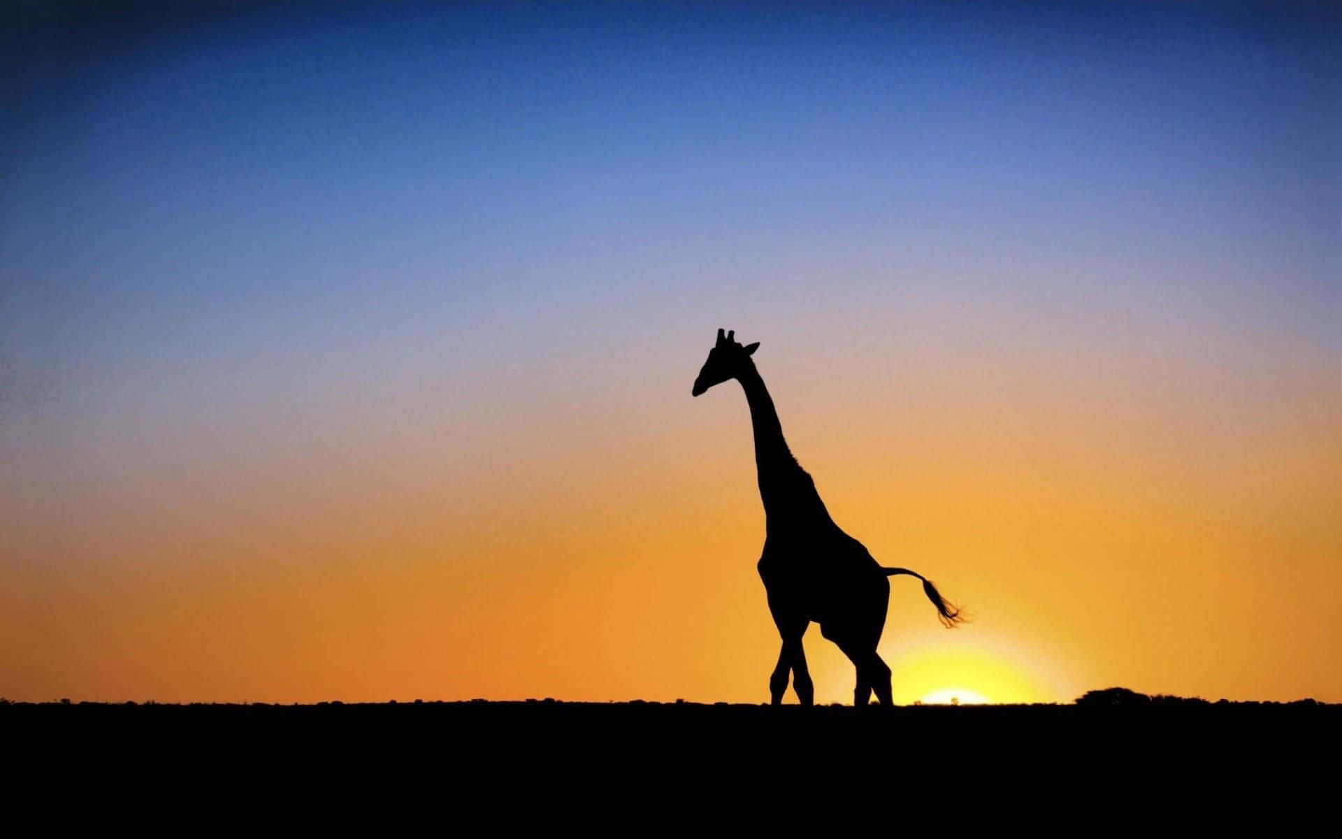 Funny Giraffe 桌布 壁紙 — 一隻孤獨的長頸鹿以剪影姿態站立，背景是從橙色漸變到深藍色的 vibrant 日落天空。
