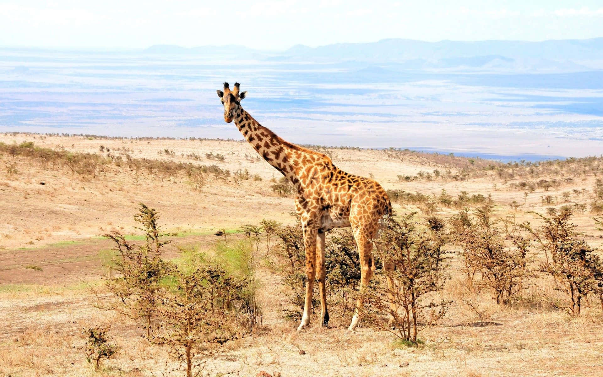 African Landscapes 桌布 壁紙 — 一隻孤獨的長頸鹿在乾燥的稀樹草原景觀中高高站立，遠山在明亮的天空下。