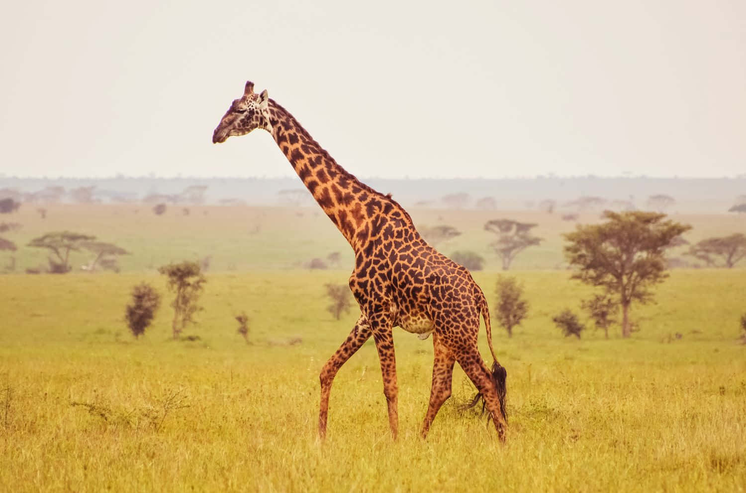 African Animals 桌布 壁紙 — 一隻孤獨的長頸鹿在朦朧的天空下優雅地穿過金色的稀樹草原草，遠處散落著金合歡樹。