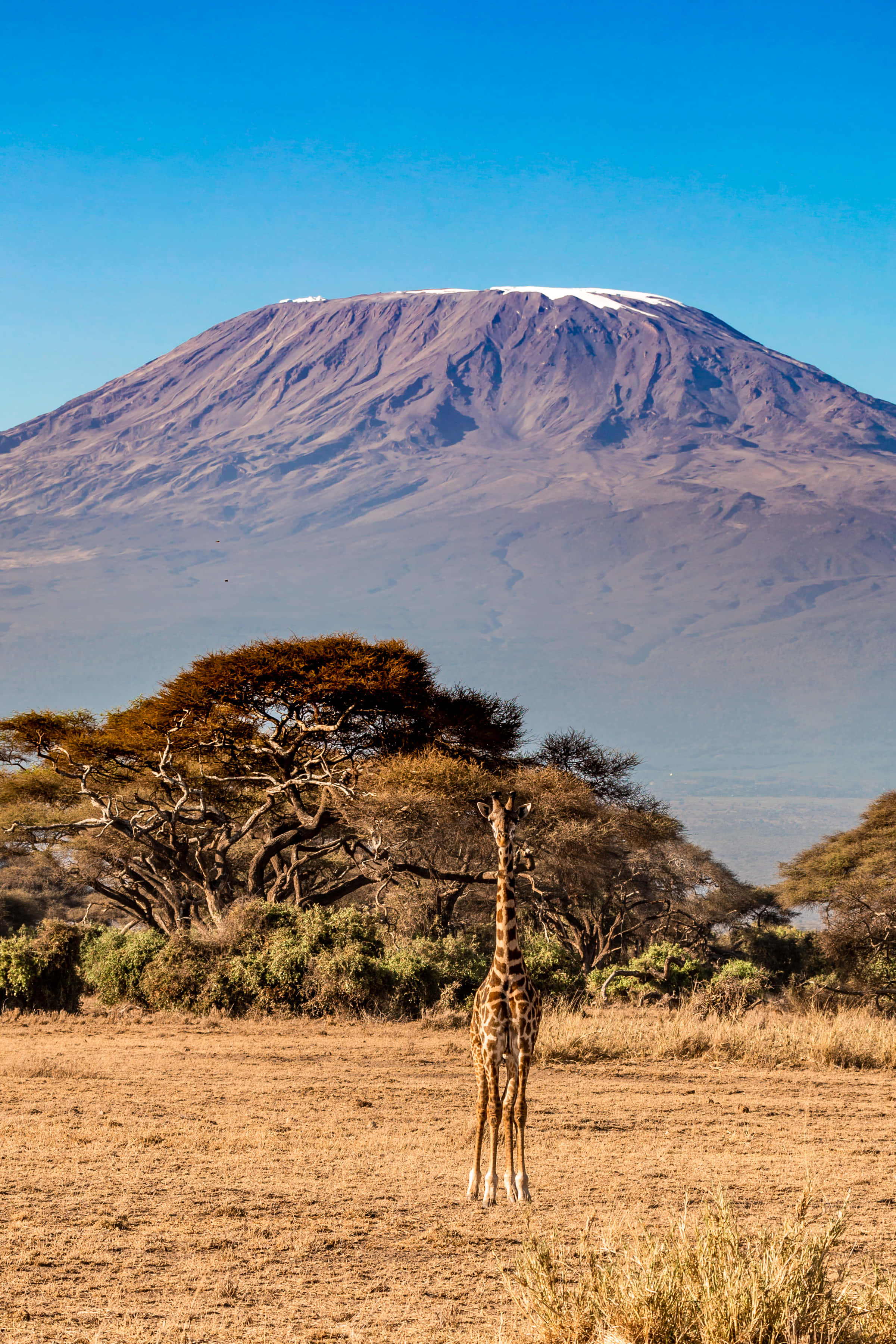 Africa 桌布 壁紙 — 一隻孤獨的長頸鹿站在金黃色的稀樹草原草叢中，在金合歡樹下，背景是白雪覆蓋的吉力馬札羅山在晴朗的藍天下雄偉地聳立。