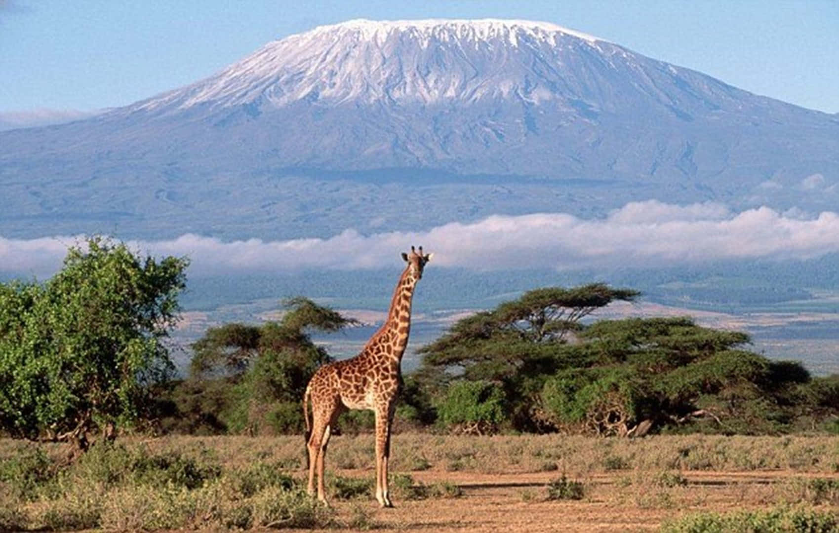 Tanzania 桌布 壁紙 — 一隻孤獨的長頸鹿高聳在非洲大草原上，背景是白雪覆蓋的吉力馬札羅山，雄偉壯觀。