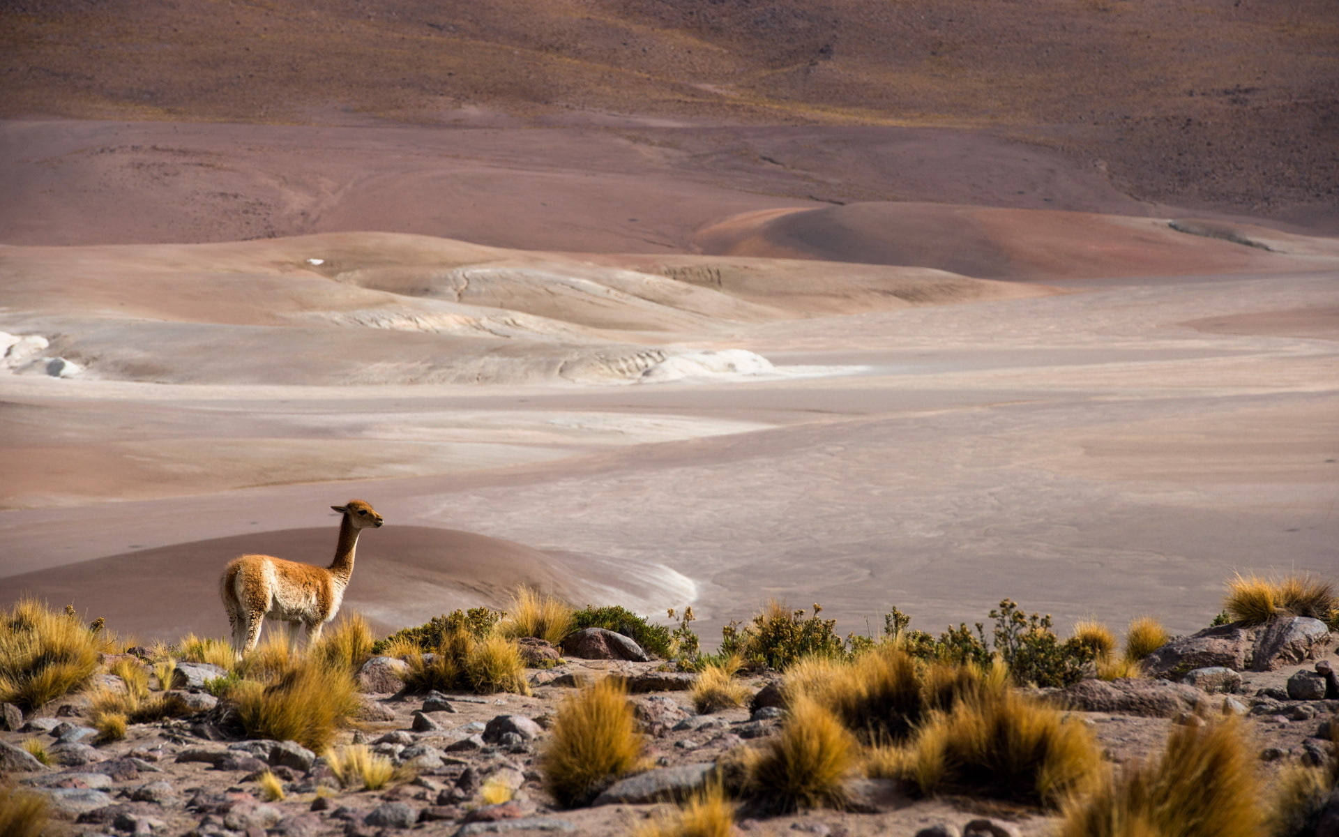 Chile 桌布 壁紙 — 一隻孤獨的駱馬站在岩石露頭上，俯瞰著晴朗天空下廣闊起伏的沙漠沙丘。