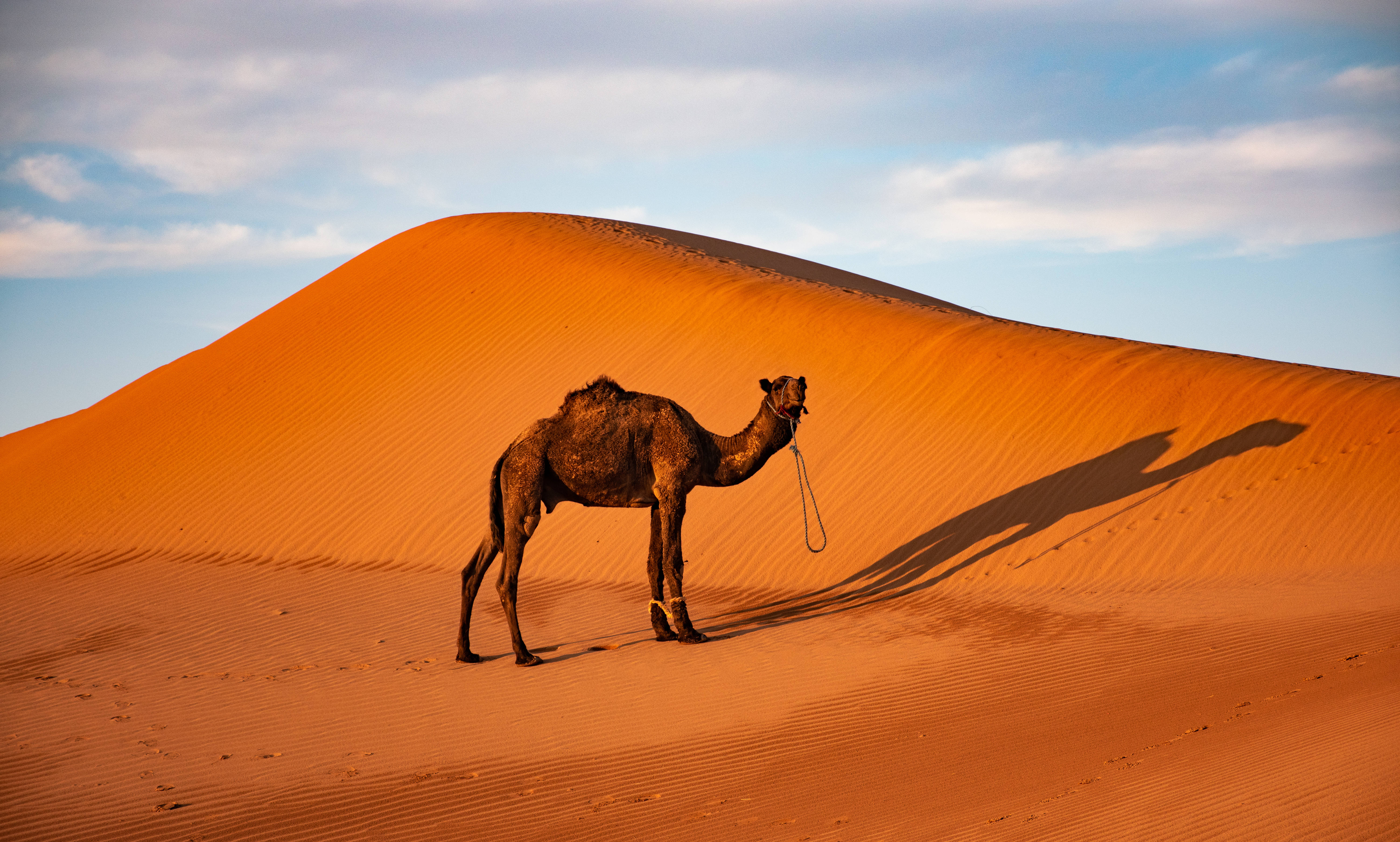 Sahara 桌布 壁紙 — 一隻孤獨的駱駝站在廣闊的橙色沙丘上，在柔和藍天和散落的雲朵下投下長長的影子。