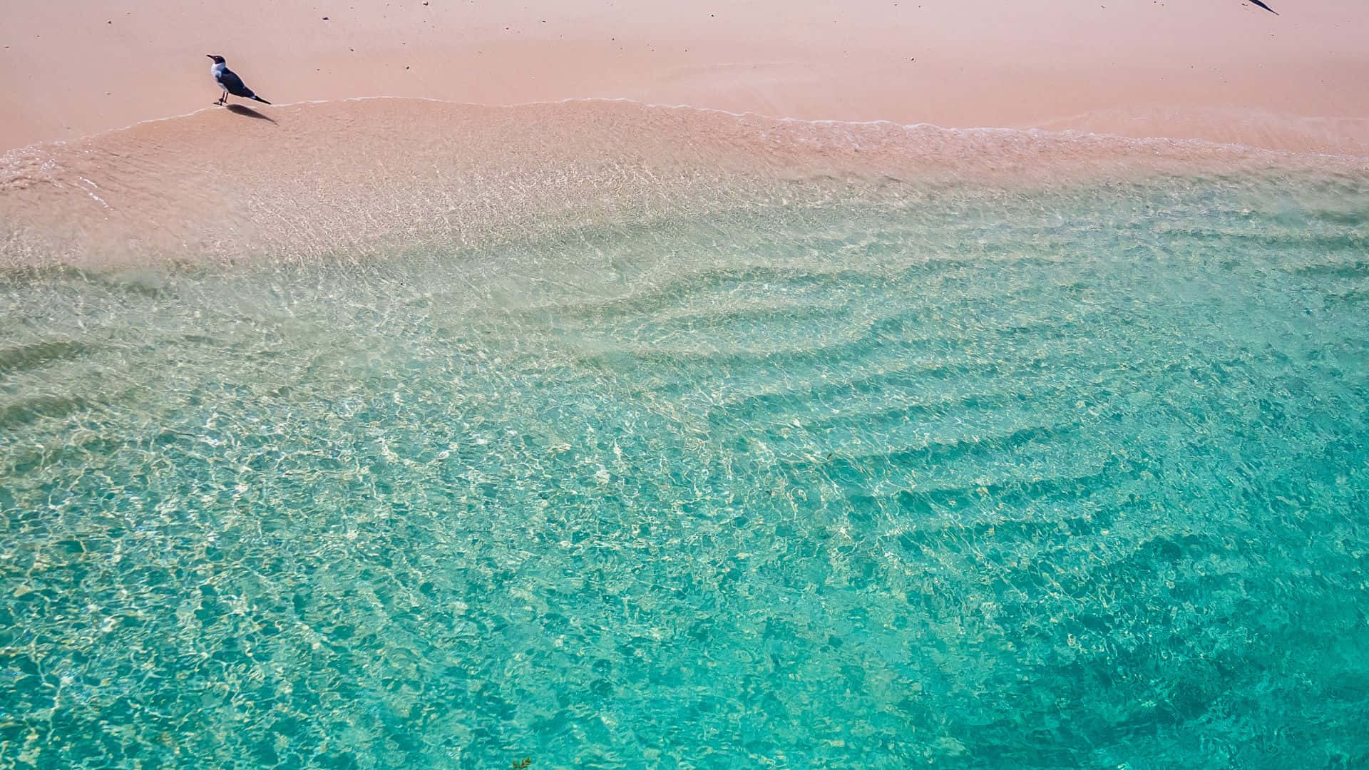 Pink Beach 桌布 壁紙 — 一隻孤獨的鳥兒站在粉紅色沙灘的邊緣，碧綠色的海浪輕輕拍打著海岸。