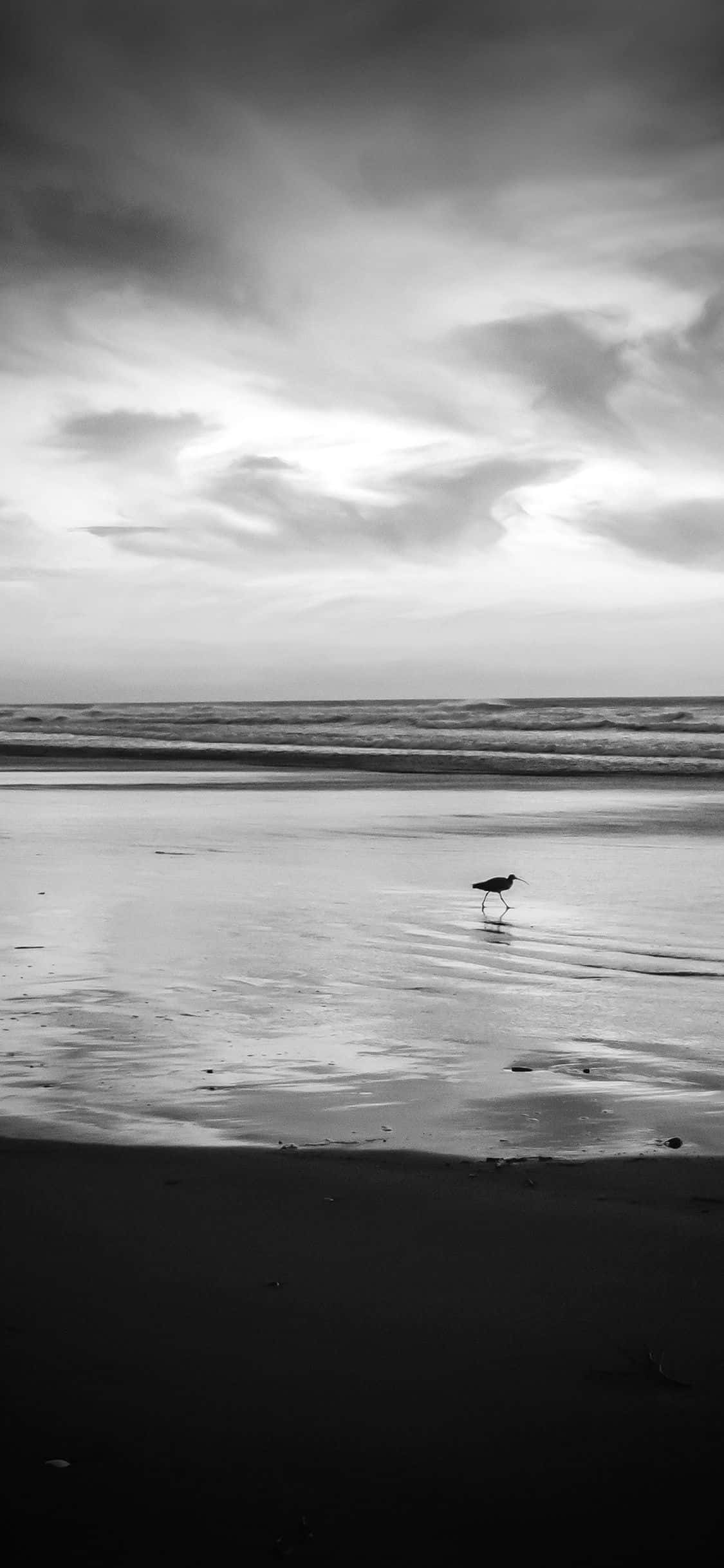 Black And White Beach 桌布 壁紙 — 一隻孤獨的鳥在黃昏時分，在戲劇性的多雲天空下，沿著潮濕的沙灘行走。