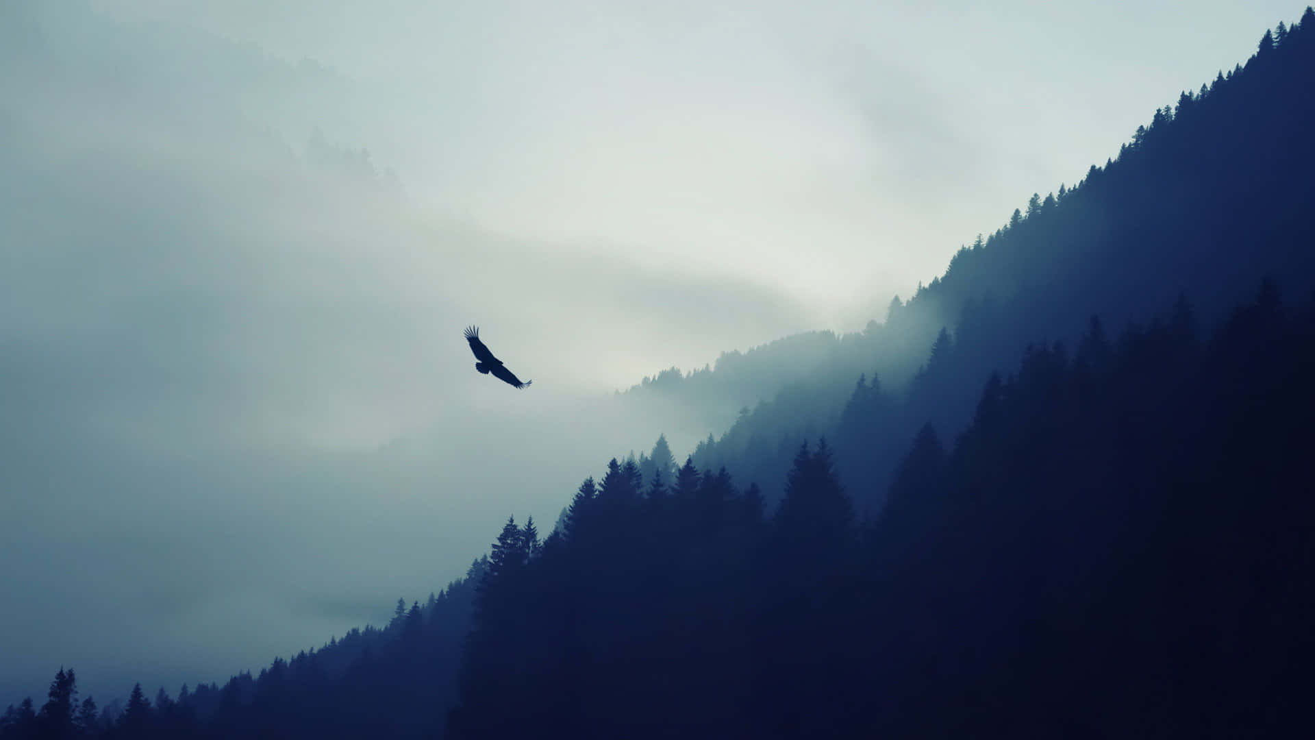 Eagle 桌布 壁紙 — 一隻孤獨的鷹在柔和陰天之下，翱翔於被茂密常綠森林覆蓋的霧藍色山巒之間。