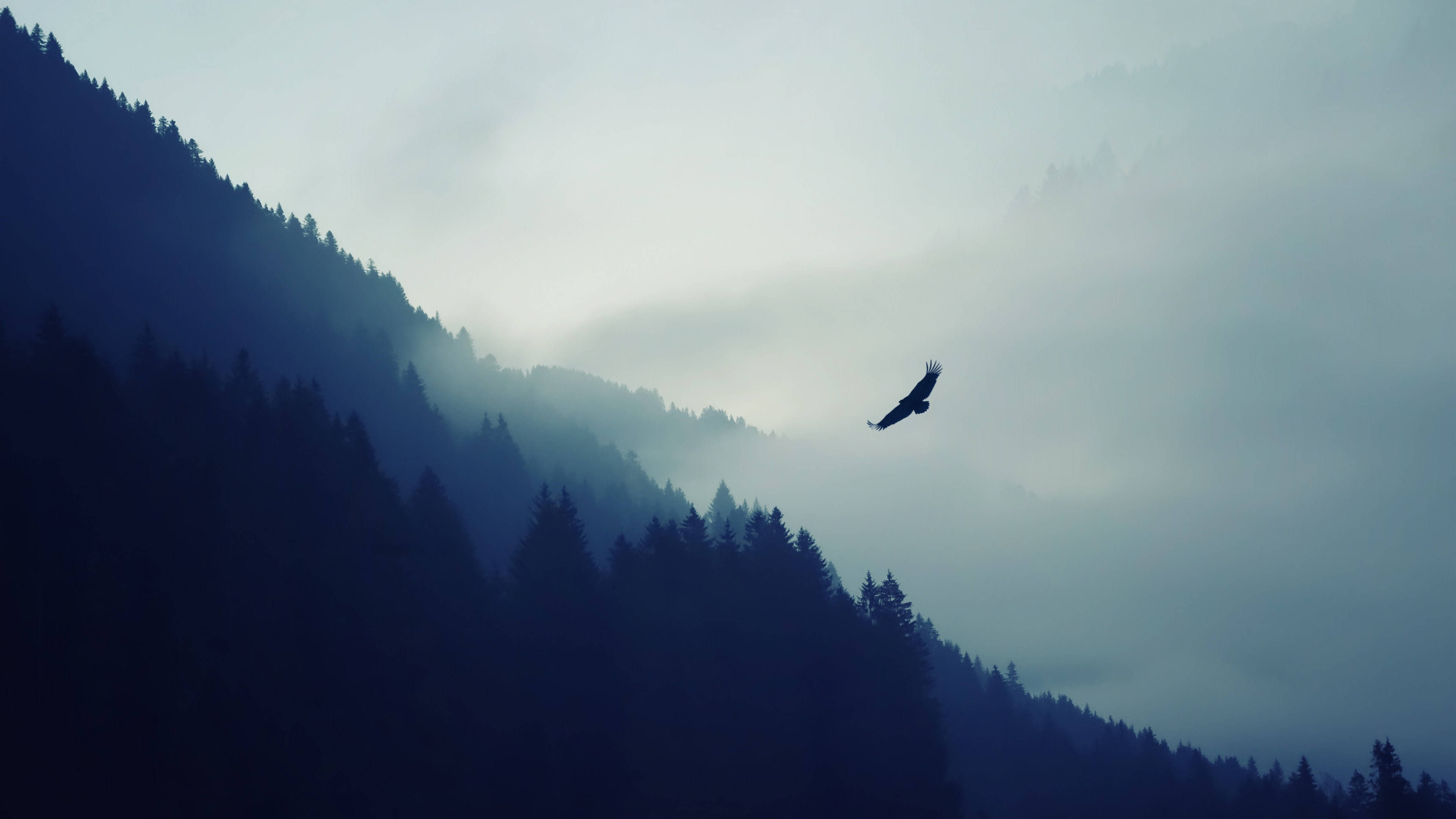 misty 桌布 壁紙 — 一隻孤獨的鷹在霧氣籠罩的山巒和常綠森林上空翱翔，天空朦朧。