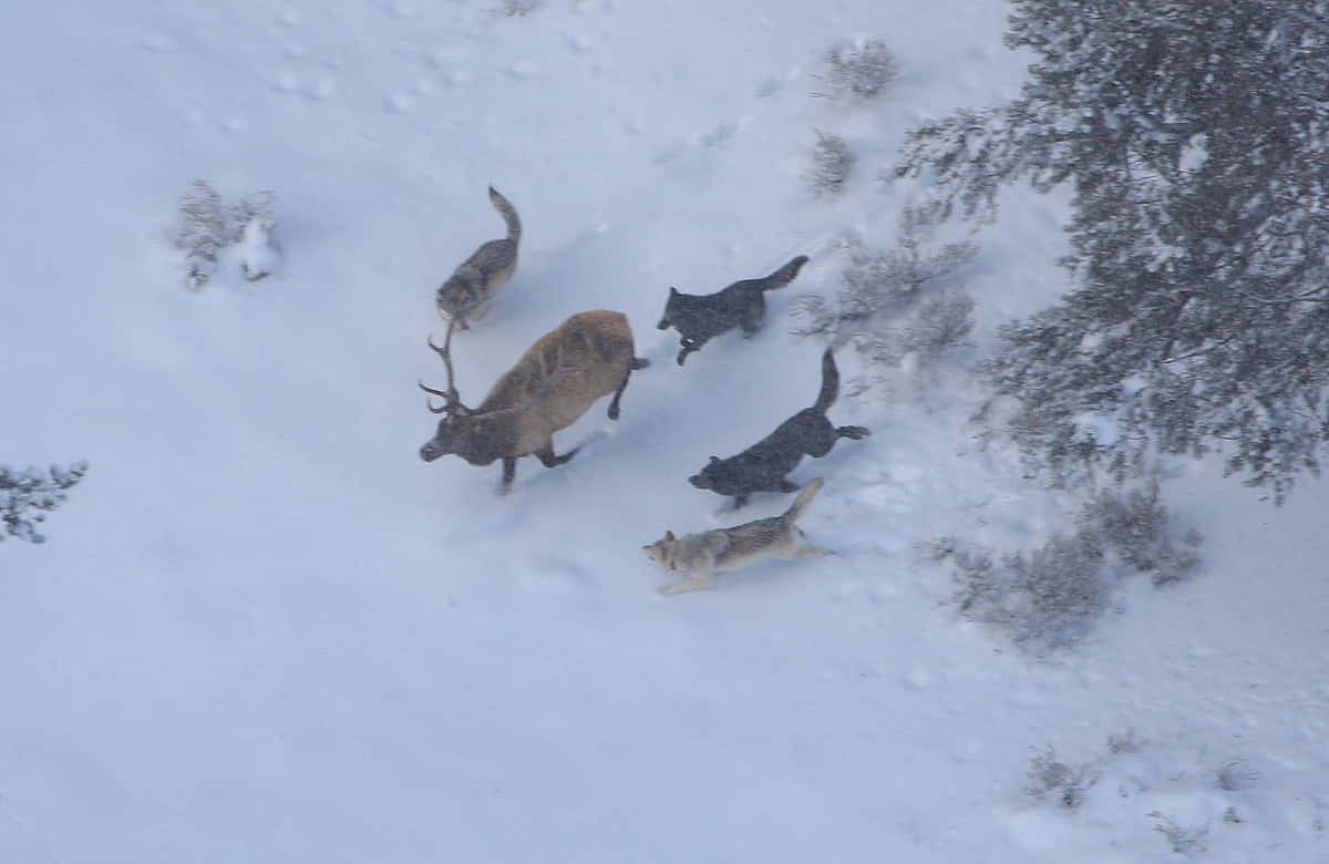 Hunting Wolves 桌布 壁紙 — 一隻孤獨的麋鹿帶著鹿角在深雪中奔跑，四隻狼在雪地森林空地追趕牠。