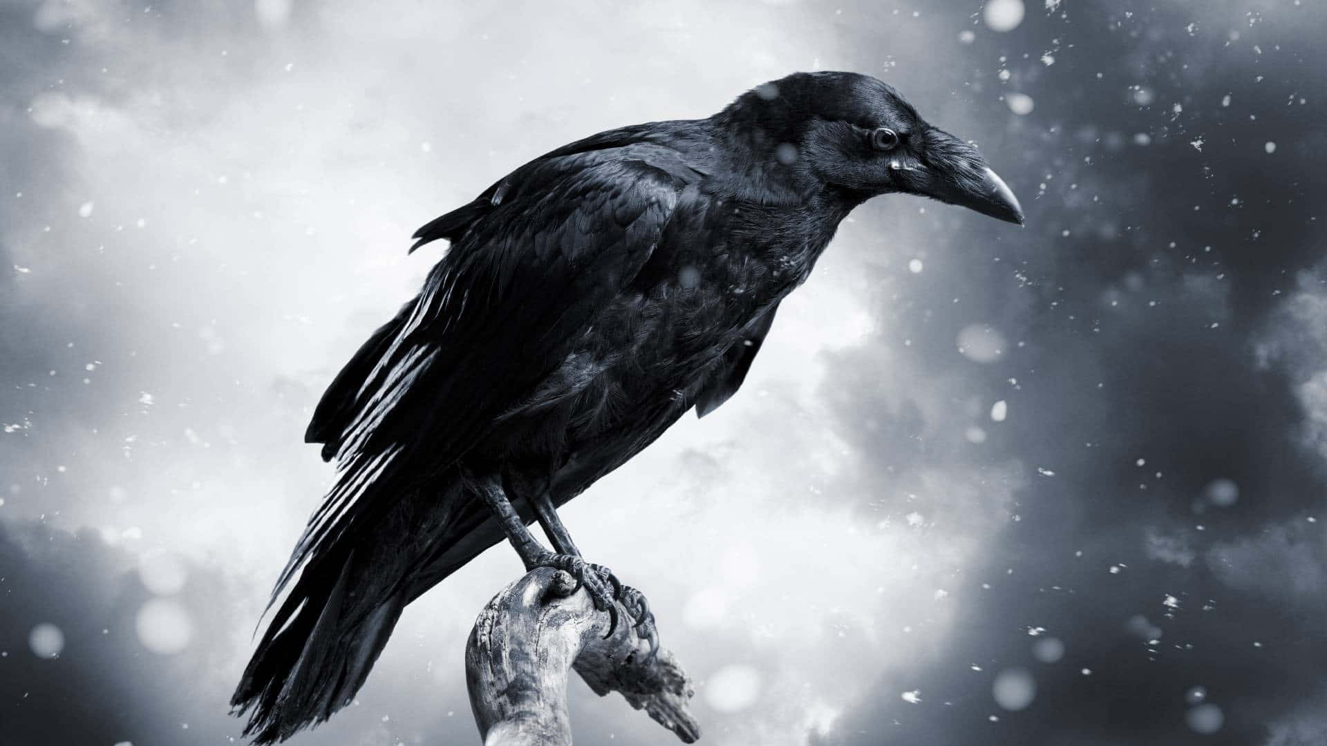 Raven 桌布 壁紙 — 一隻孤獨的黑烏鴉棲息在一個多節的樹枝上，背景是白雪皚皚、風暴肆虐的灰色天空，雪花飄落。
