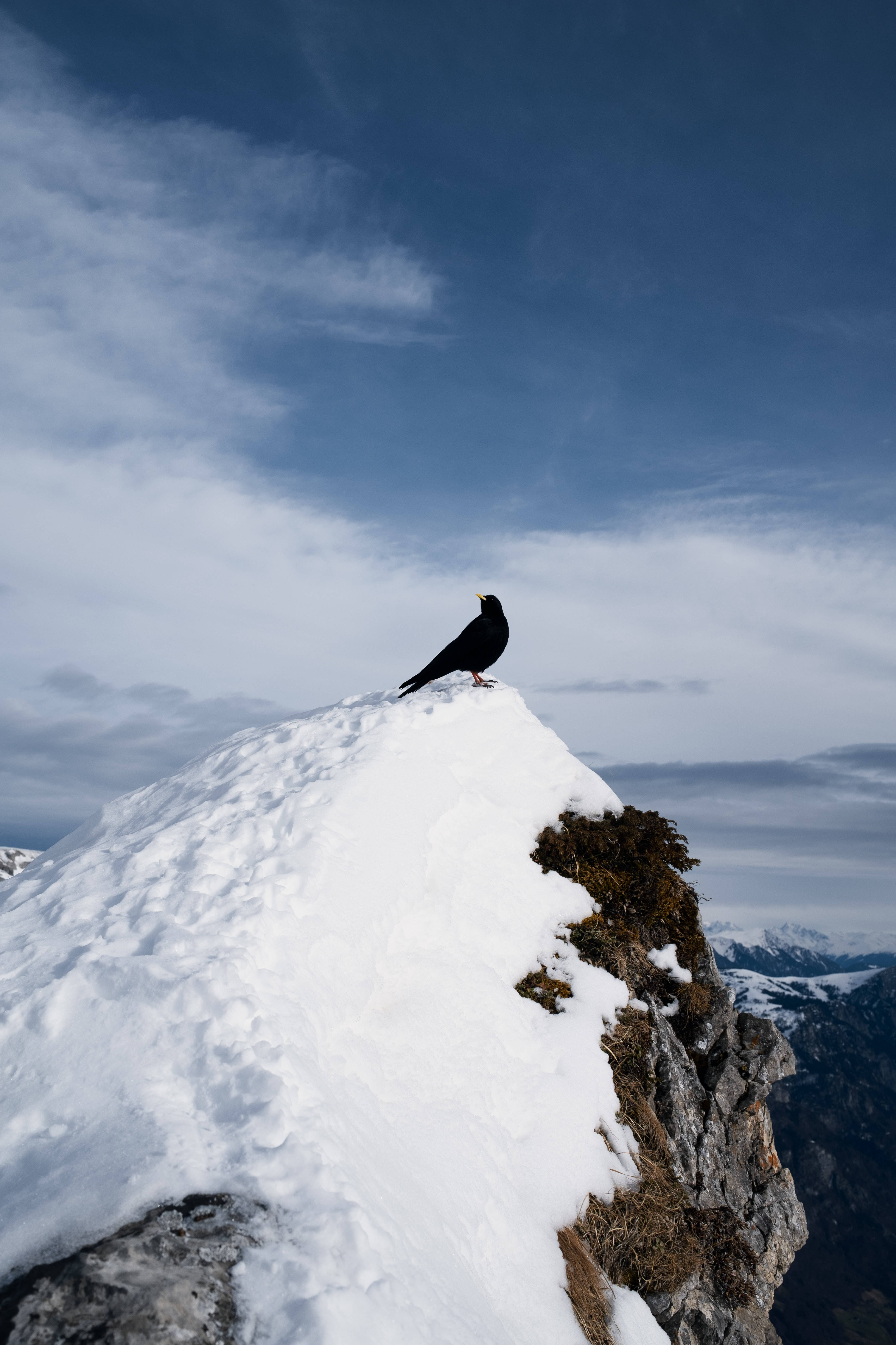 birds 桌布 壁紙 — 一隻孤獨的黑鳥棲息在白雪覆蓋的山頂上，頭頂是廣闊的藍天和縷縷白雲。