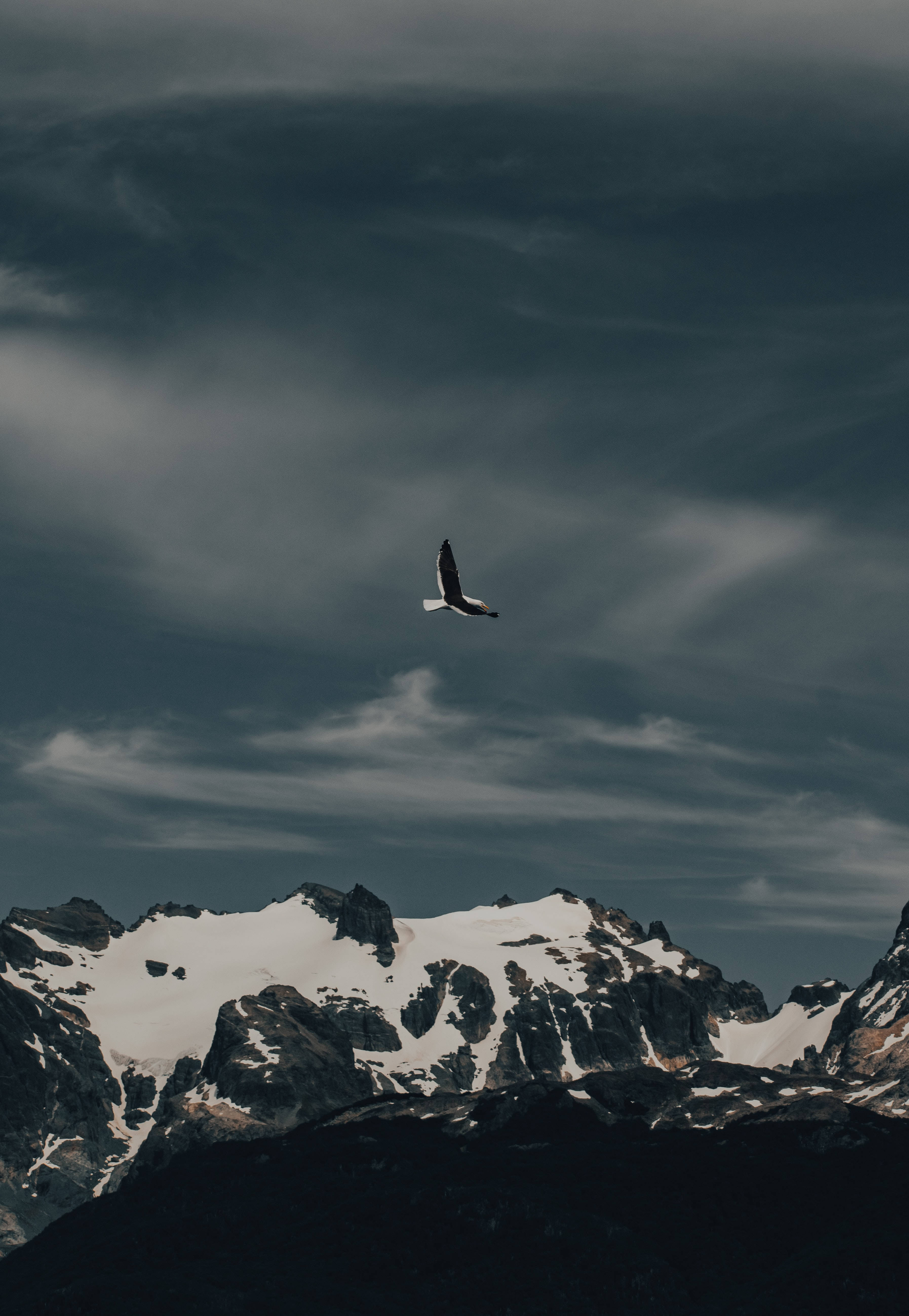 birds 桌布 壁紙 — 一隻孤鳥在戲劇性的多雲天空下翱翔於積雪的山峰之上。