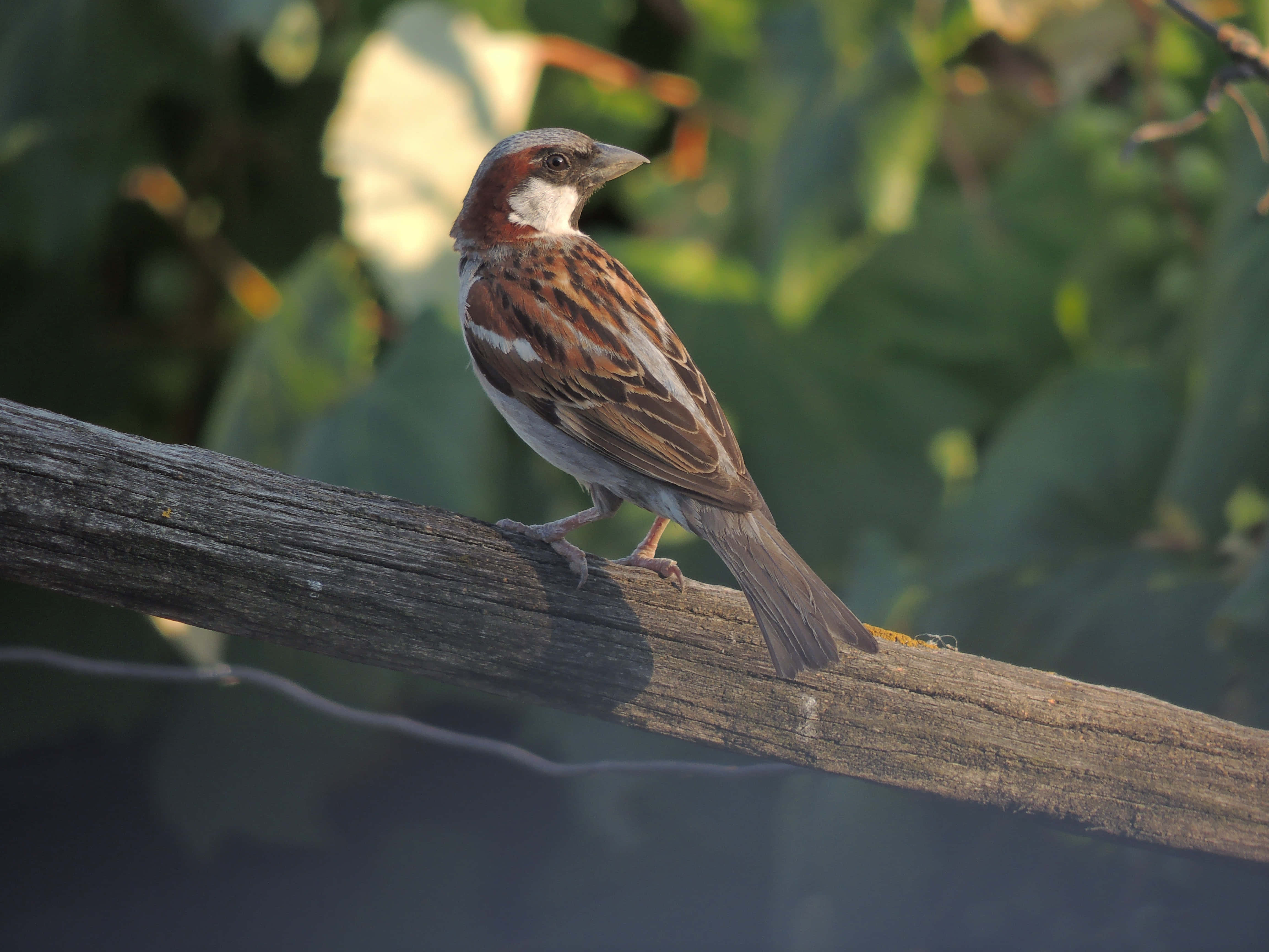 sparrow 桌布 壁紙 — 一隻家麻雀棲息在風化的木枝上，背景是柔和的綠色樹葉。