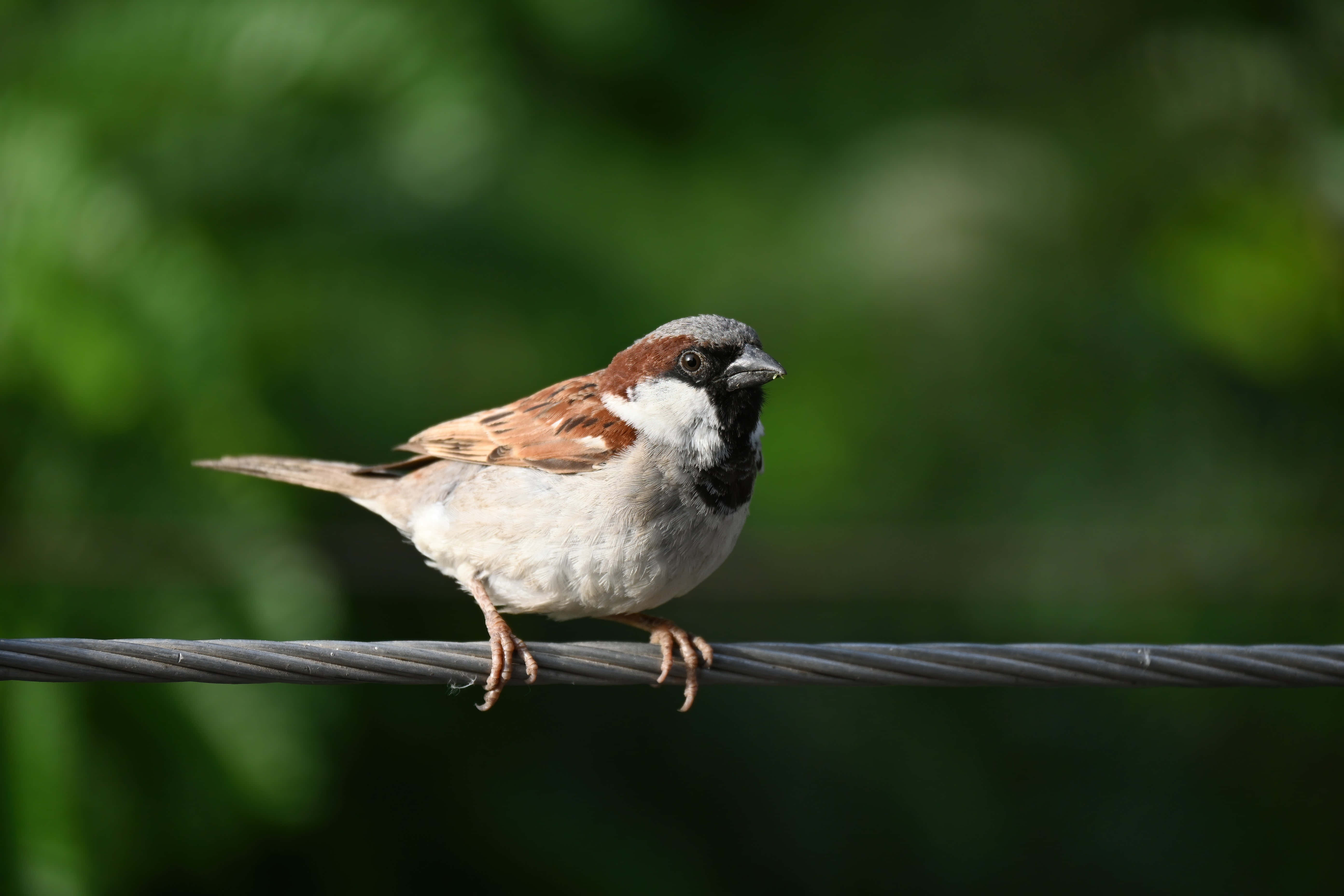 sparrow 桌布 壁紙 — 一隻家麻雀警覺地棲息在一條扭曲的金屬線上，背景是柔和模糊的綠色樹葉。