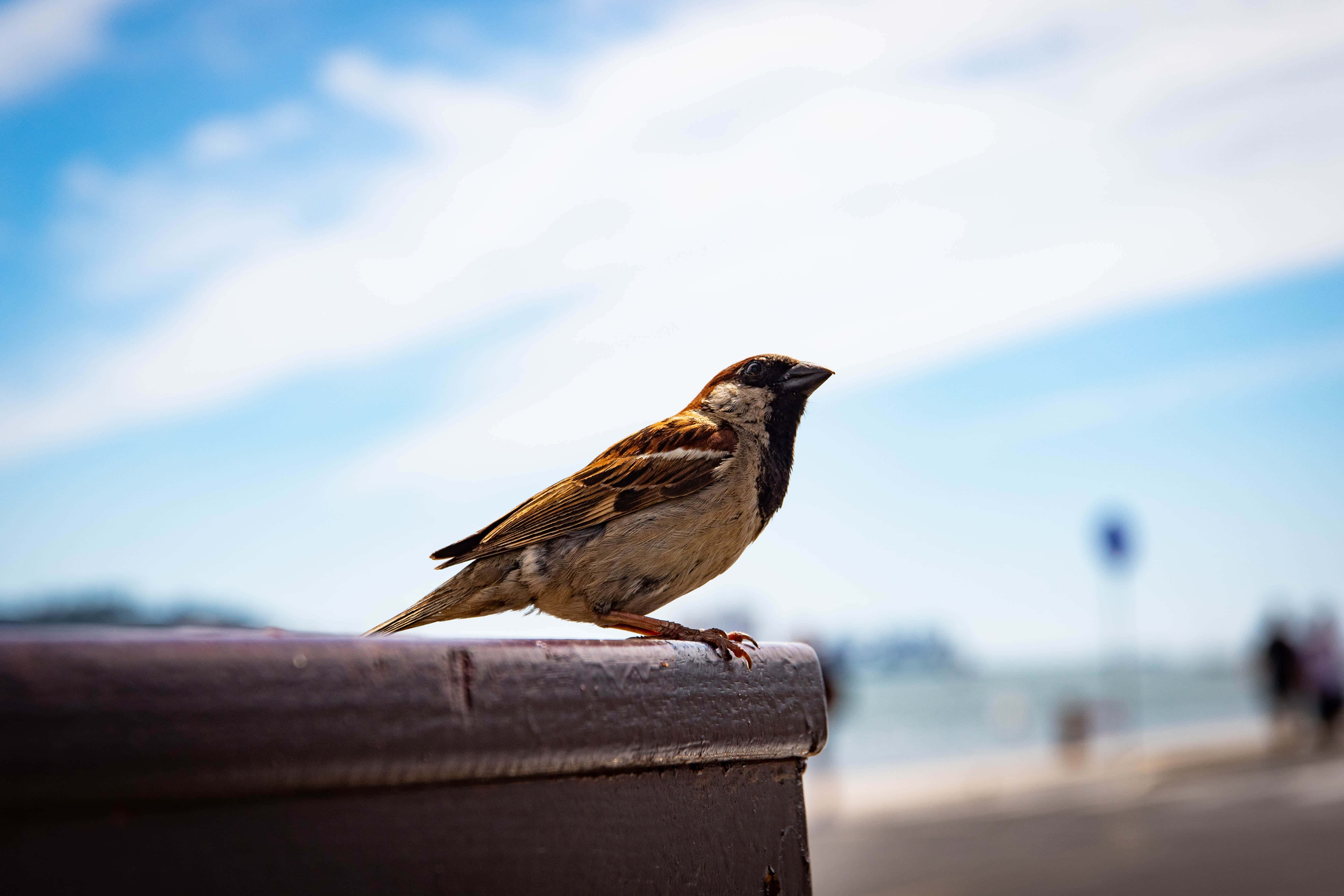 sparrow 桌布 壁紙 — 一隻家麻雀警覺地棲息在風化的欄杆上，背景是帶有柔和雲朵的明亮藍天。