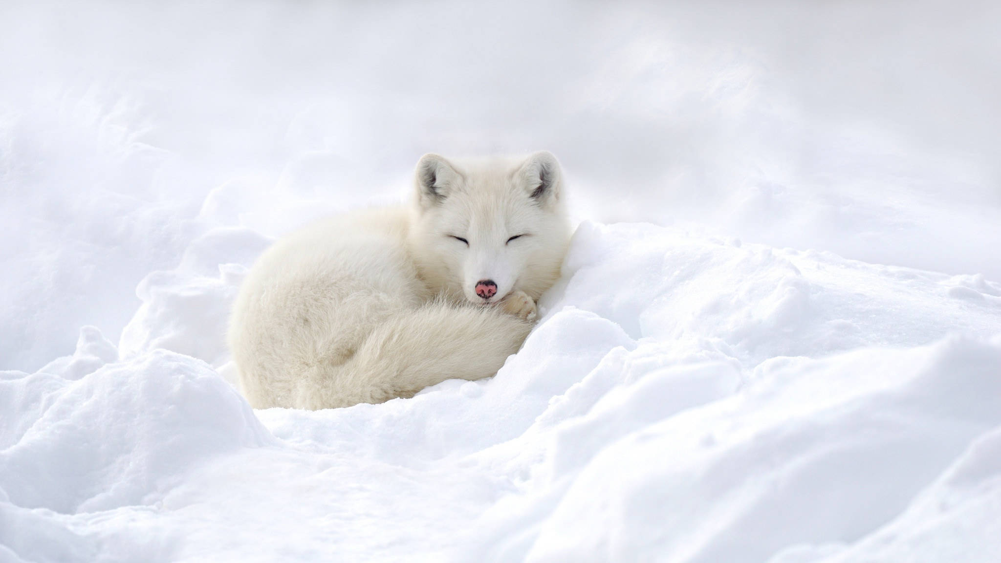 White Fox 桌布 壁紙 — 一隻寧靜的北極狐在深厚蓬鬆的雪中蜷縮入睡，眼睛閉著，粉紅色的舌頭微微伸出。