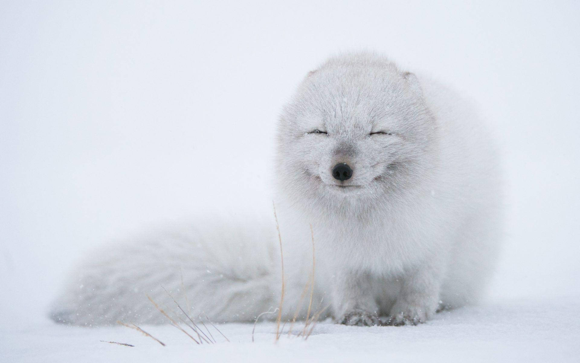 White Fox 桌布 壁紙 — 一隻寧靜的北極狐閉著眼睛，平靜地坐在雪景中，其蓬鬆的白毛與冬季場景融為一體。