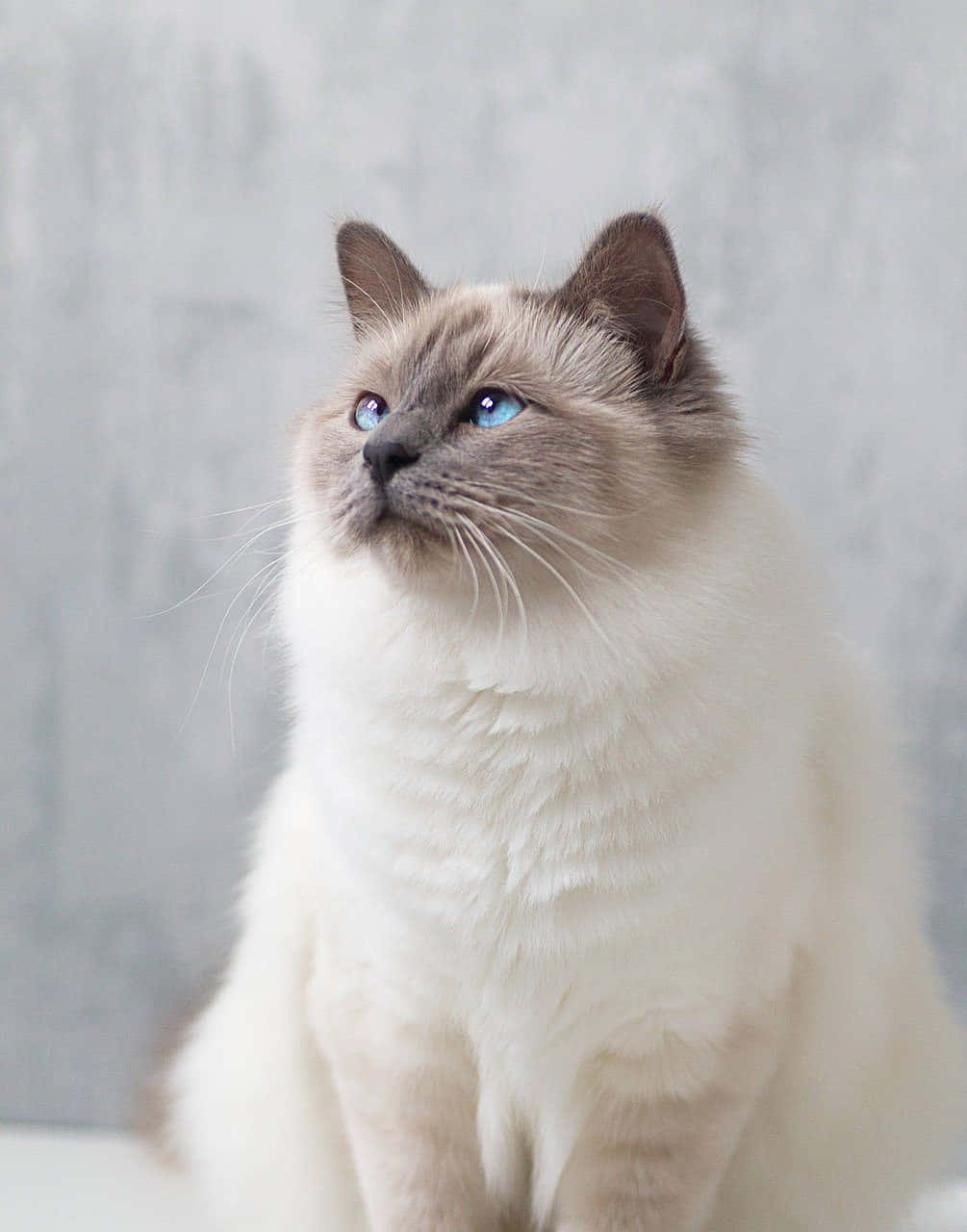 Beautiful Cats 桌布 壁紙 — 一隻寧靜的暹羅貓，擁有引人注目的藍色眼睛，對著柔軟的灰色紋理牆壁向上凝視。
