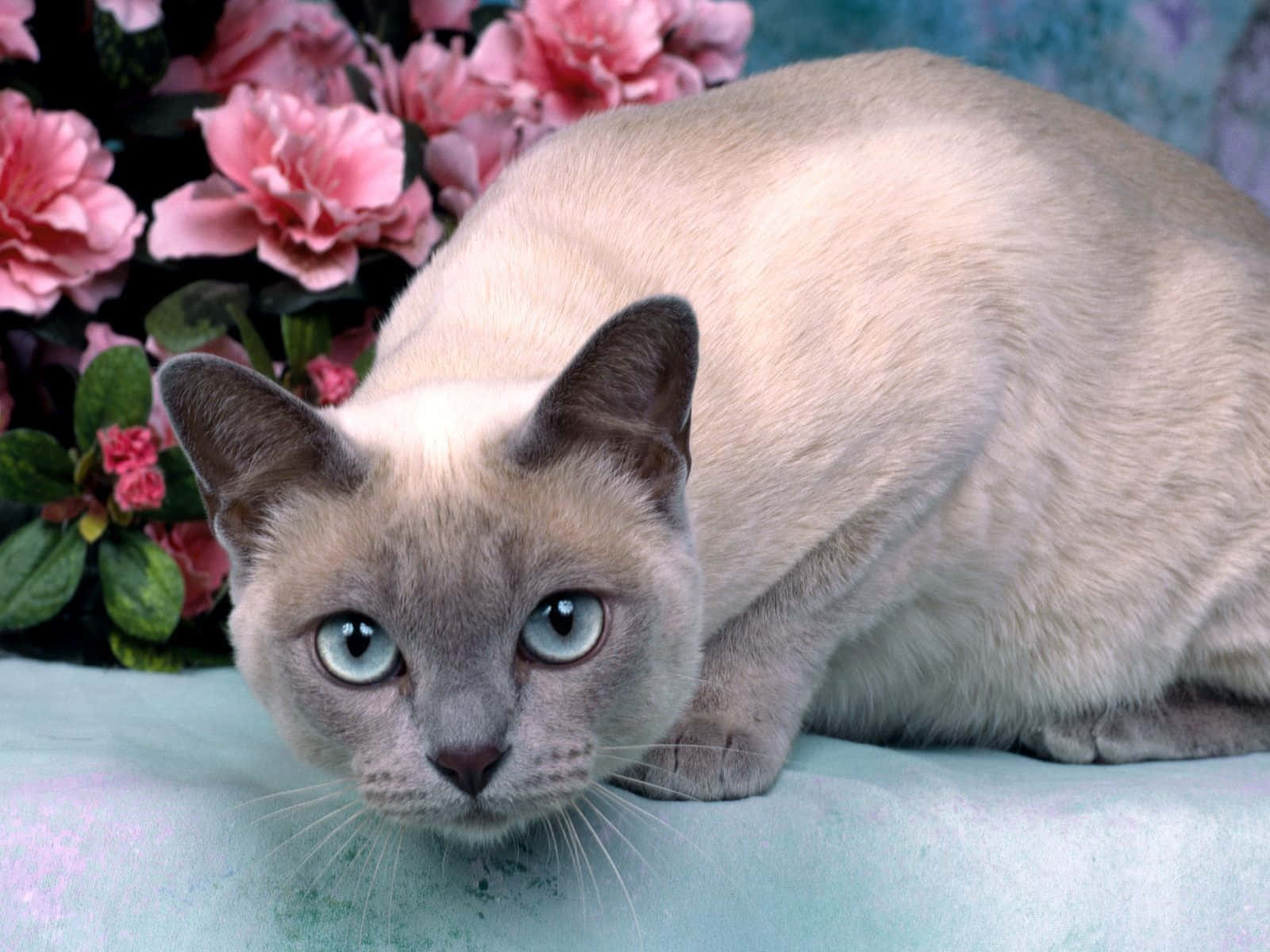 Tonkinese 桌布 壁紙 — 一隻寧靜的暹羅貓，擁有引人注目的藍色眼睛，在柔軟的藍綠色表面上，旁邊是鮮豔的粉紅色花朵。