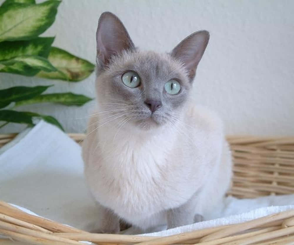 Tonkinese 桌布 壁紙 — 一隻寧靜的暹羅貓，擁有引人注目的綠色眼睛，平靜地坐在一個鋪有白布的編織籃子裡，旁邊有一棵綠色植物。