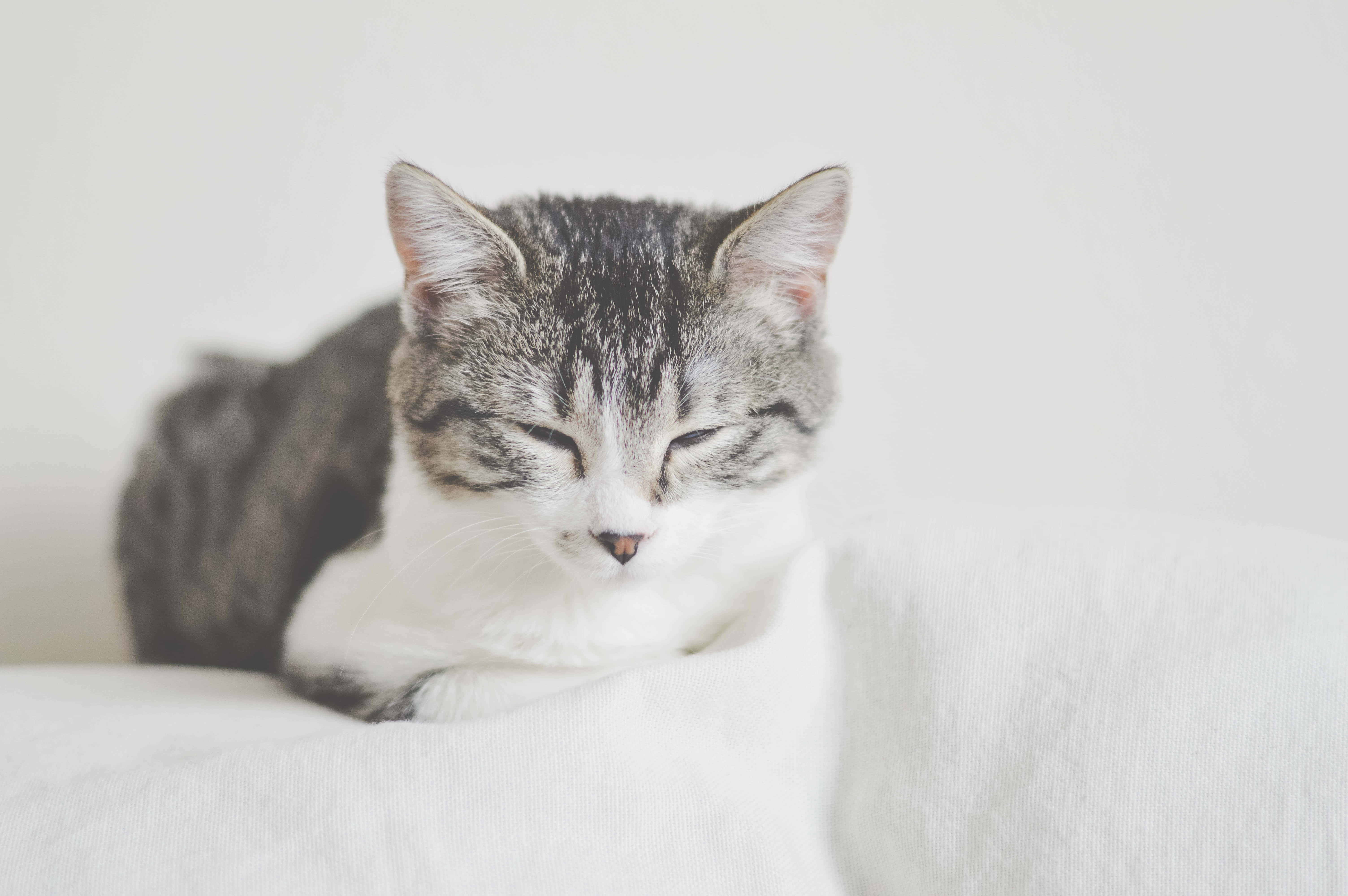 European Shorthair 桌布 壁紙 — 一隻寧靜的灰色和白色虎斑貓在柔軟的白色布料表面上閉著眼睛平靜地休息。