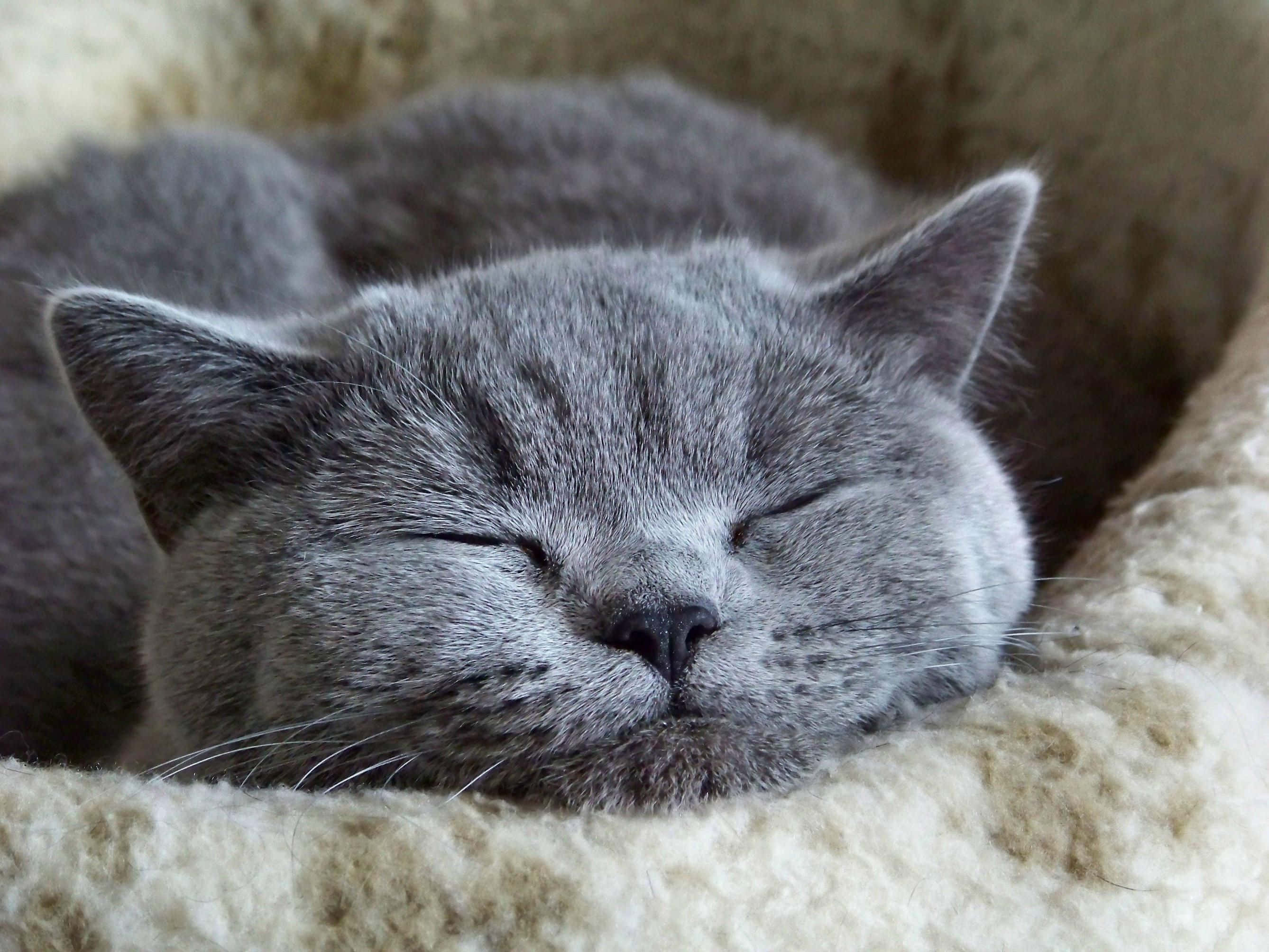Russian Blue Cat 桌布 壁紙 — 一隻寧靜的灰色貓咪閉著眼睛，安睡在柔軟的米色布料中。