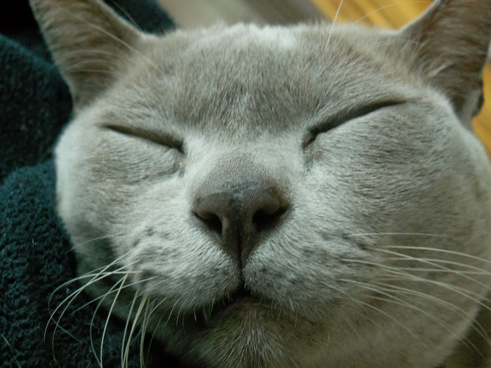 Burmese Cat 桌布 壁紙 — 一隻寧靜的灰色貓咪閉著眼睛，安詳地睡在深藍綠色毯子上的特寫。