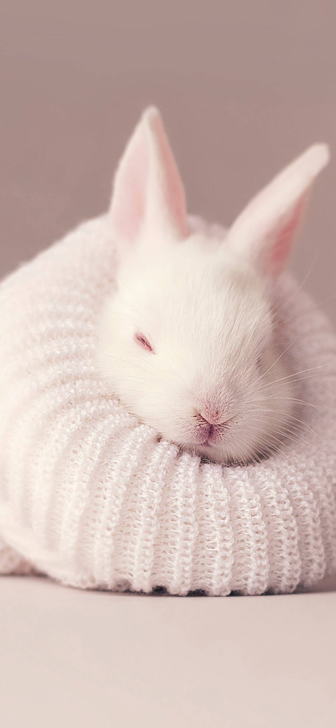 White Rabbit 桌布 壁紙 — 一隻寧靜的白兔，粉紅色的內耳，頭枕在柔軟的白色針織圍巾上，背景是柔和的粉紅色。