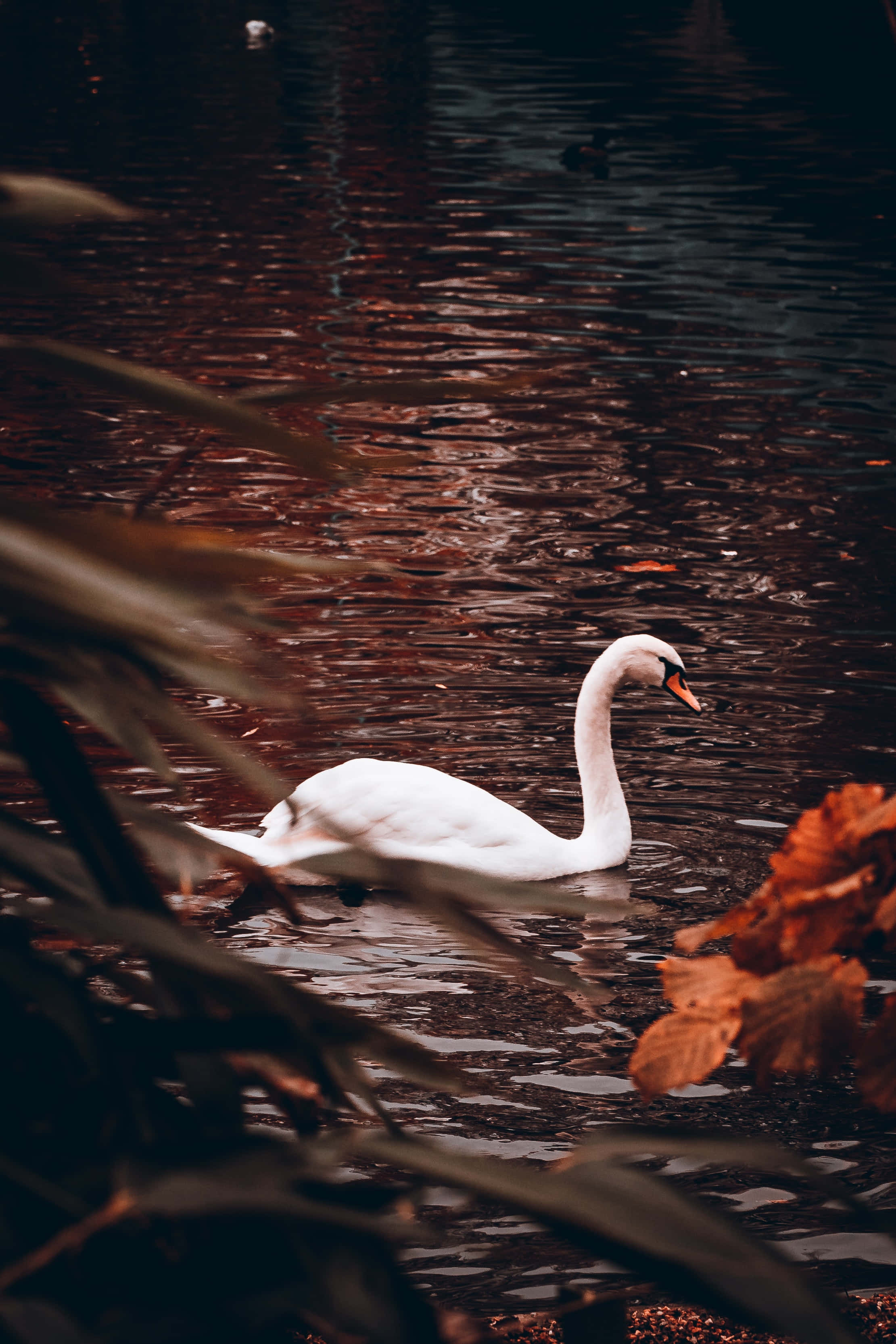 birds 桌布 壁紙 — 一隻寧靜的白天鵝在平靜的水面上滑行，周圍環繞著秋葉和蘆葦，沐浴在柔和的暮光中。