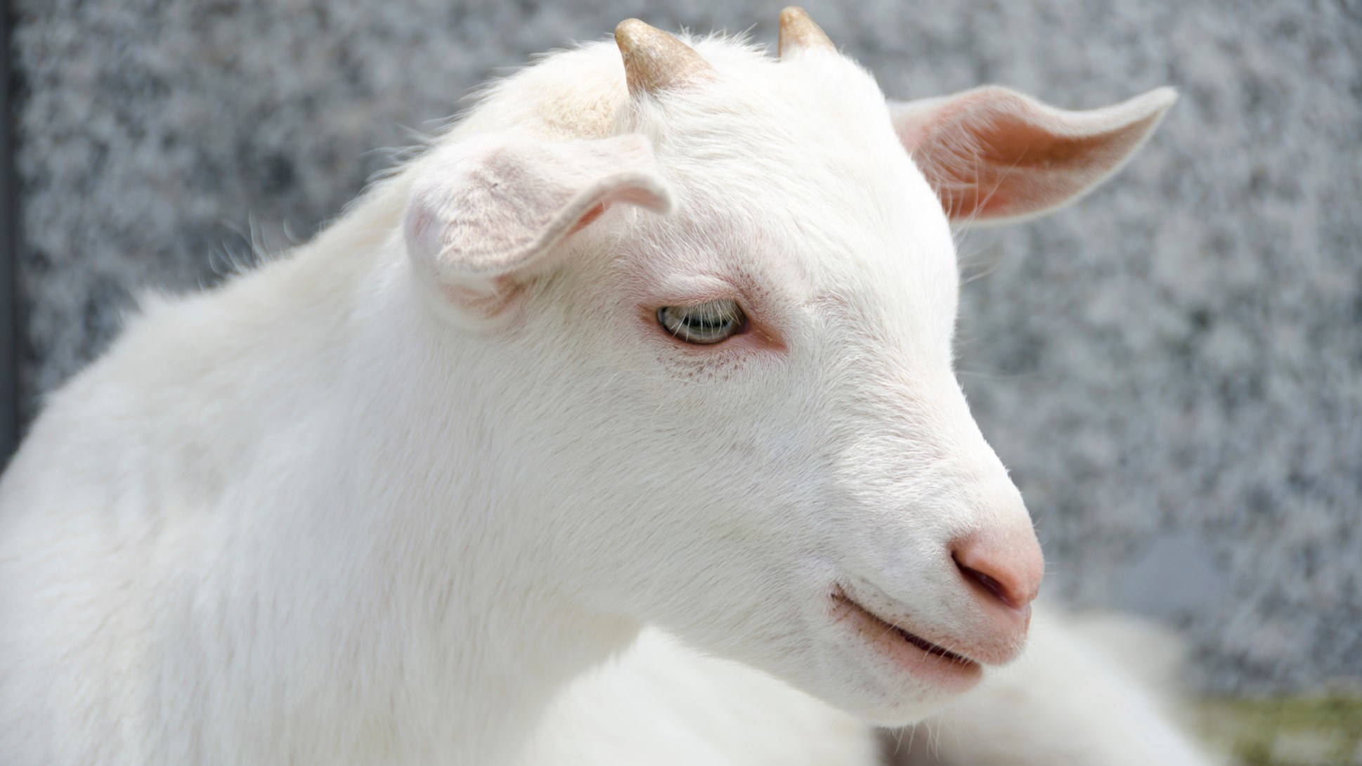 goats 桌布 壁紙 — 一隻寧靜的白山羊特寫，毛髮柔軟，眼睛溫和的綠色，背景是模糊的灰色石頭。