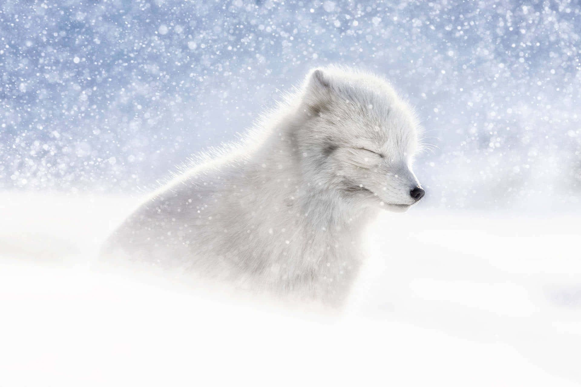北極狐 桌布 壁紙 — 一隻寧靜的白狐在雪景中安詳地休息，溫柔的雪花在它周圍飄舞。