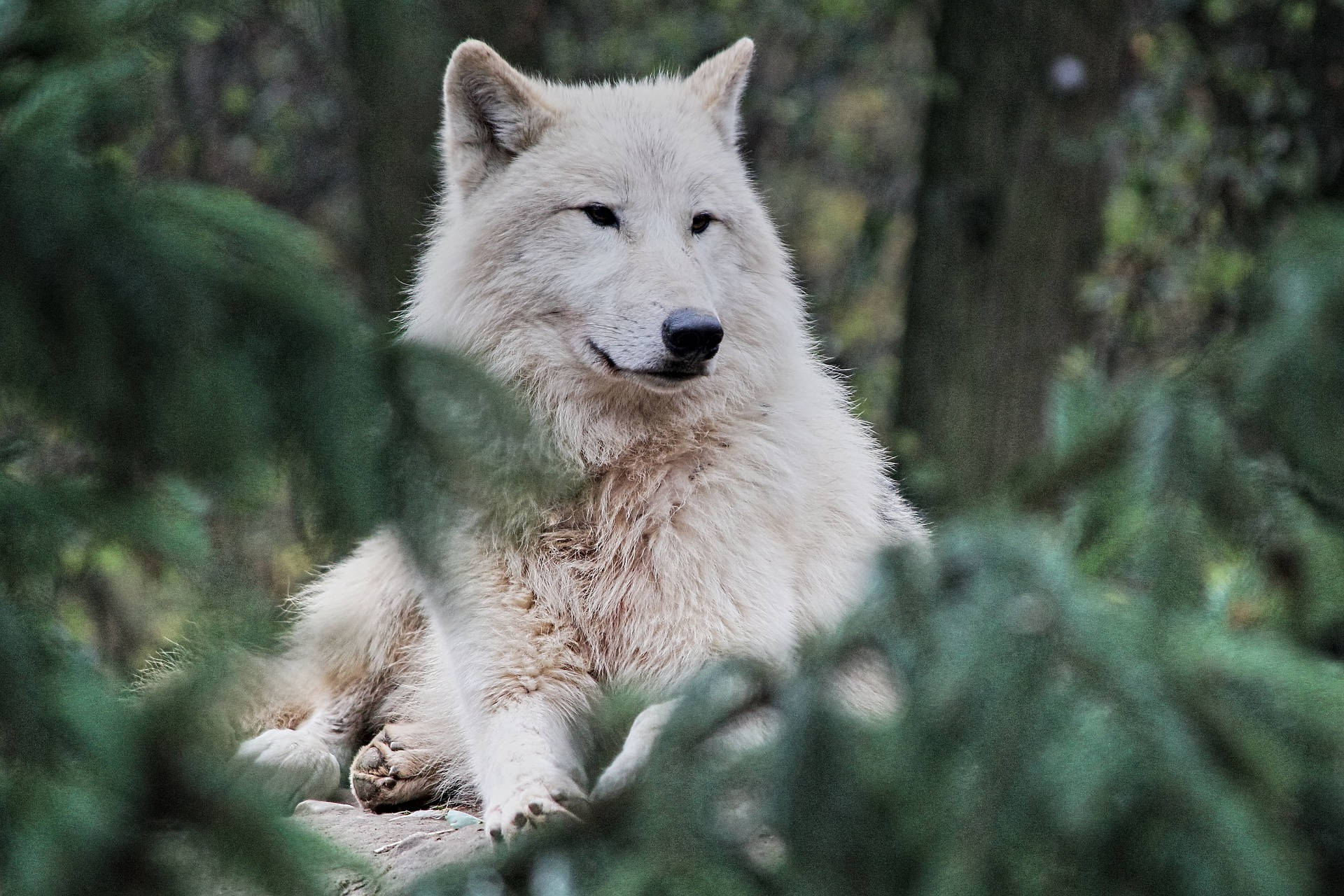 HD Wolf 桌布 壁紙 — 一隻寧靜的白狼在森林中模糊的常綠樹枝間休息，平靜地凝視著觀看者。