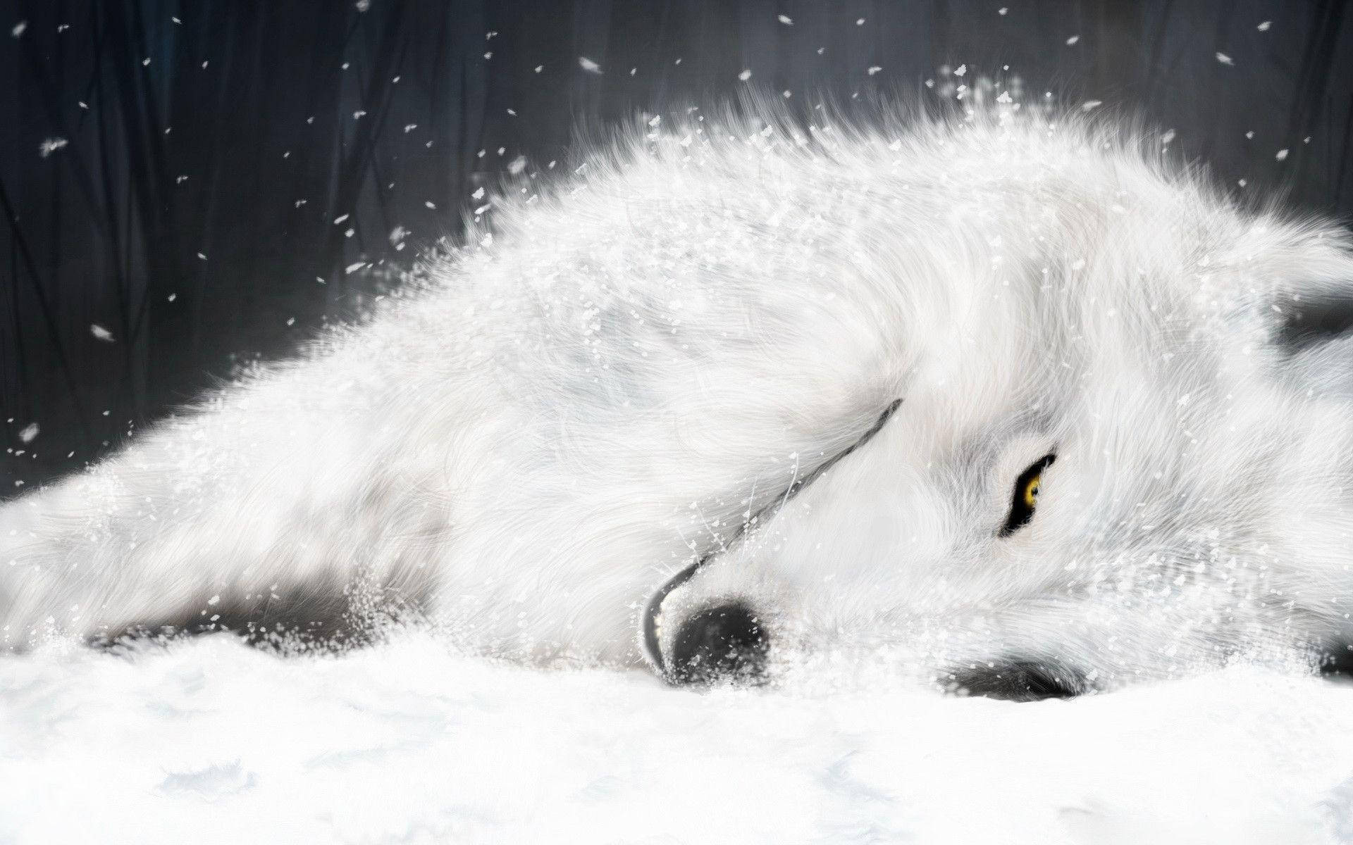 Sleeping 桌布 壁紙 — 一隻寧靜的白狼在深雪中休息，金色的眼睛凝視前方，雪花飄落在其蓬鬆的毛髮周圍。