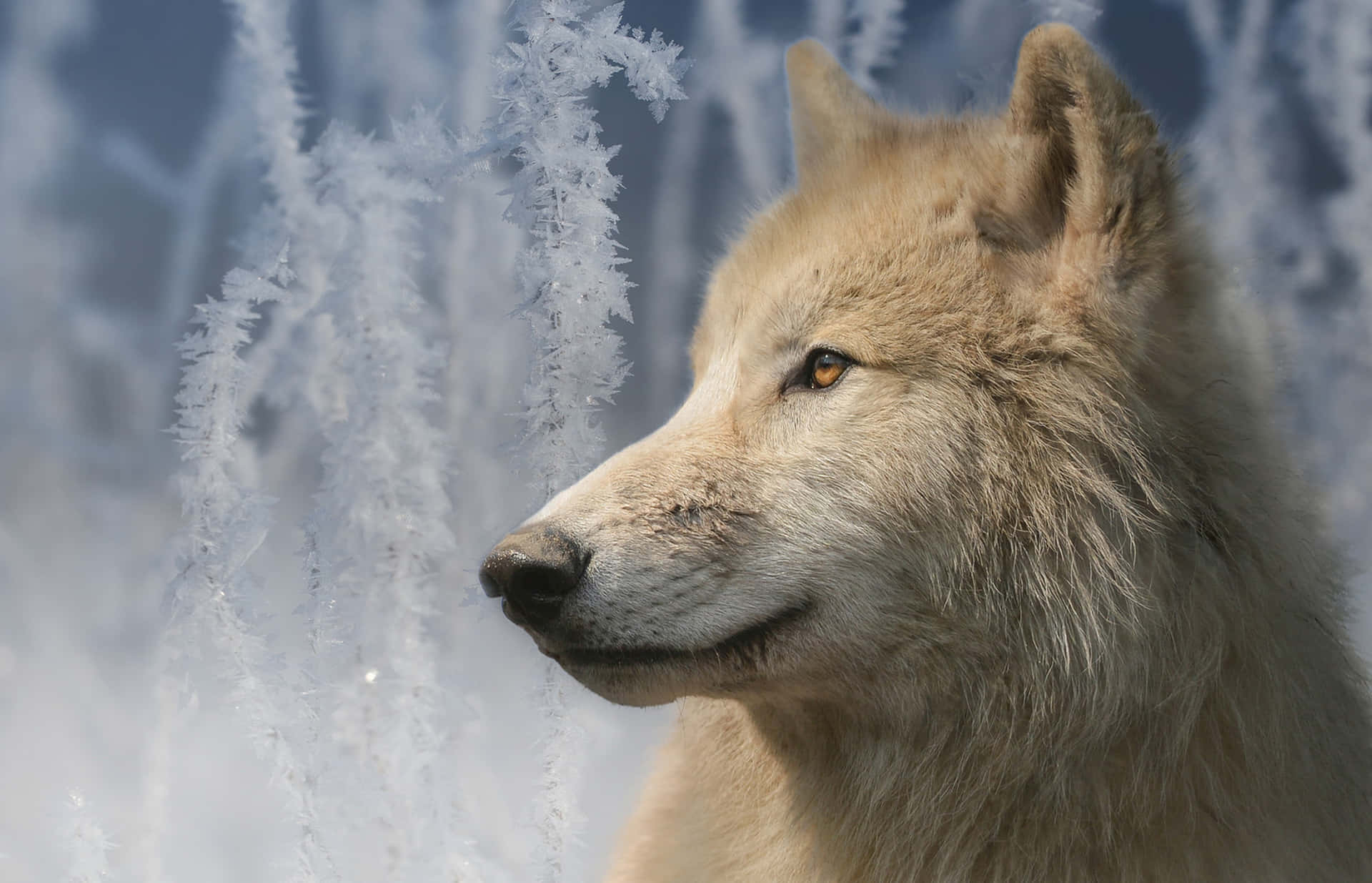 Wolf In Winter 桌布 壁紙 — 一隻寧靜的白狼在白雪皚皚的冬日森林中，平靜地凝視著旁邊結滿霜的錯綜樹枝。