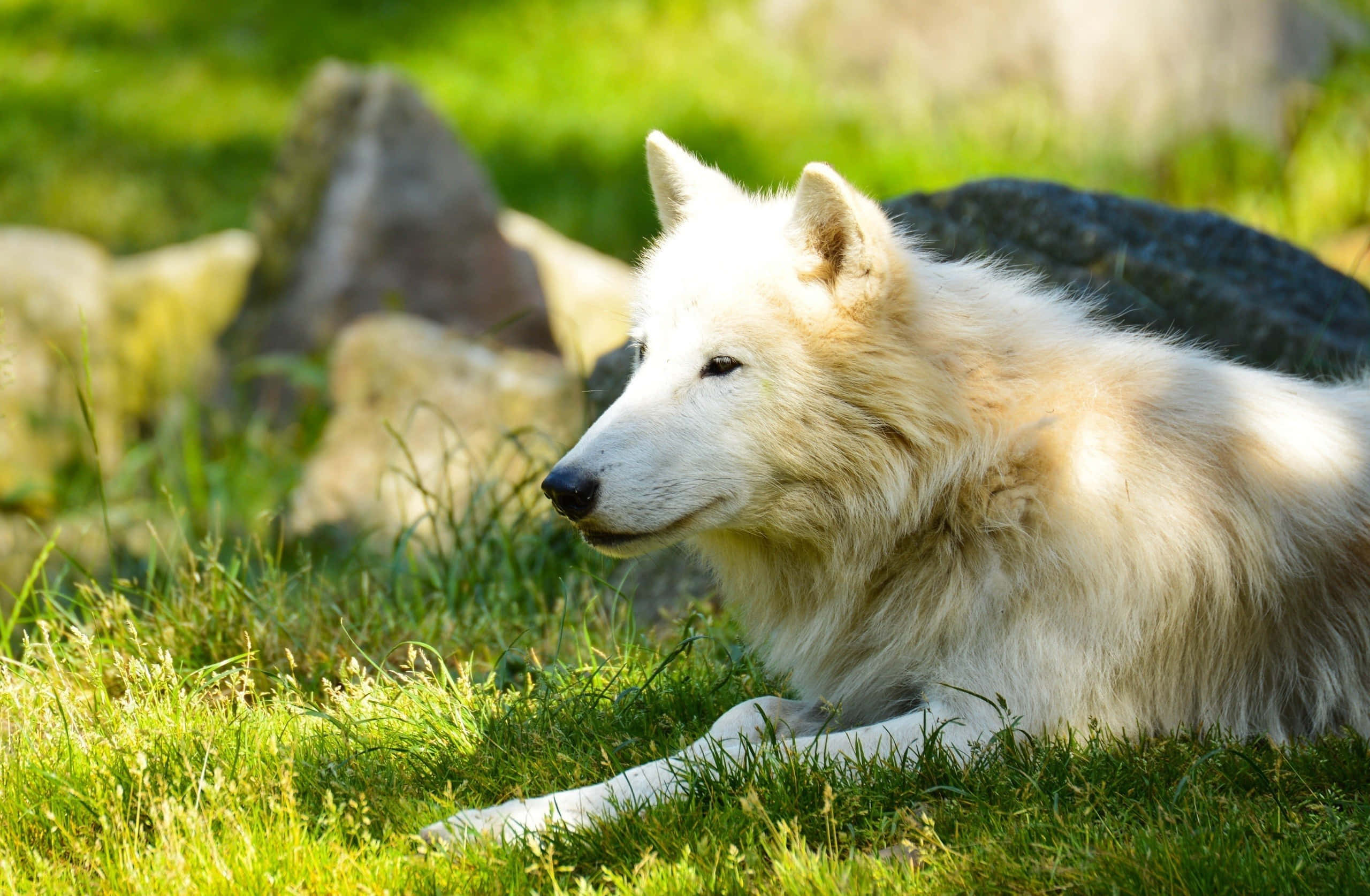 Wolf In Summer 桌布 壁紙 — 一隻寧靜的白狼在陽光普照的草地上休息，旁邊是長滿苔蘚的岩石，牠的目光平靜而警覺。