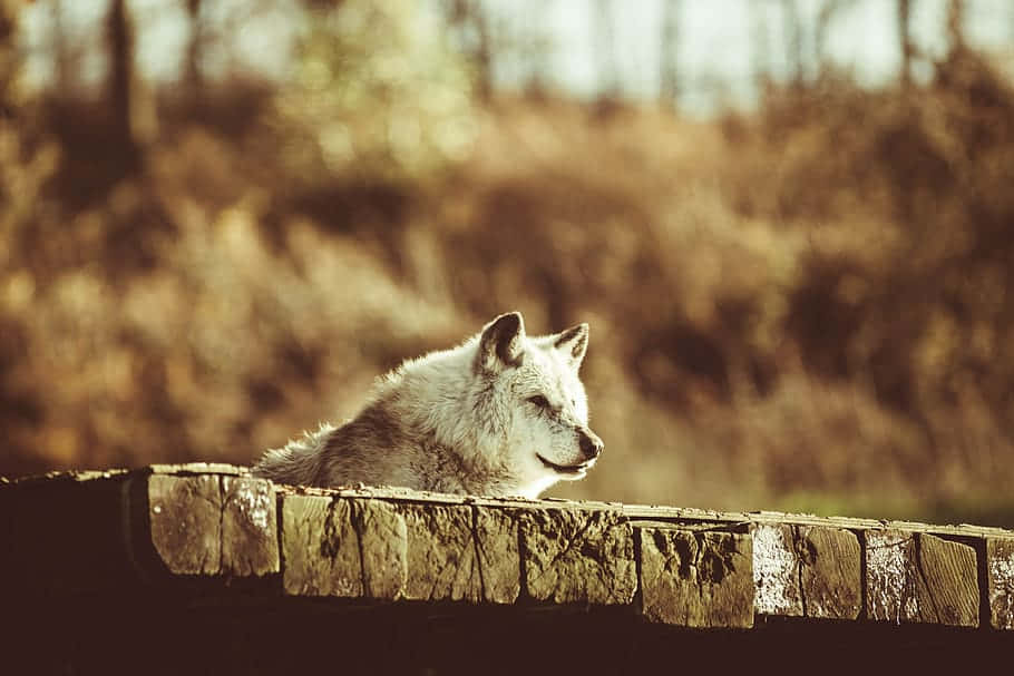 Timber Wolf 桌布 壁紙 — 一隻寧靜的白狼將頭擱在風化的木柵欄上，背景是金色的模糊森林。